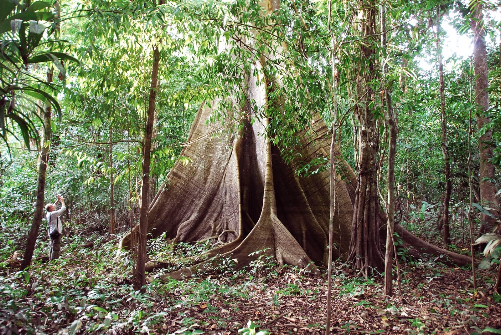 Dit is geen boom. Dit is een bewijs van hoe oud het woud echt is. Een bezoeker fotografeert een reusachtige regenwoudboom met indrukwekkende steunwortels tijdens een boswandeling op de Tucano Amazon-riviercruise, klein afgezien tegen de houten schotten die meters hoog opschieten