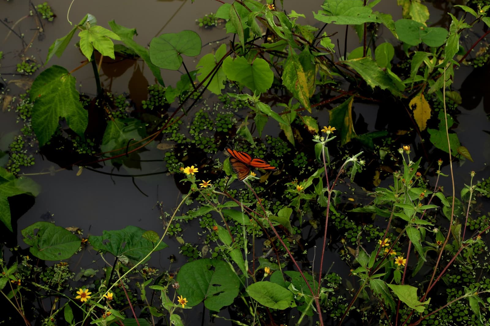 Petit, éclatant, et parfaitement indifférent à l'eau noire juste en dessous. Un papillon orange vif posé sur une petite fleur sauvage jaune au milieu d'une végétation aquatique luxuriante et d'une eau sombre et immobile lors d'une aventure dans la jungle amazonienne au Brésil