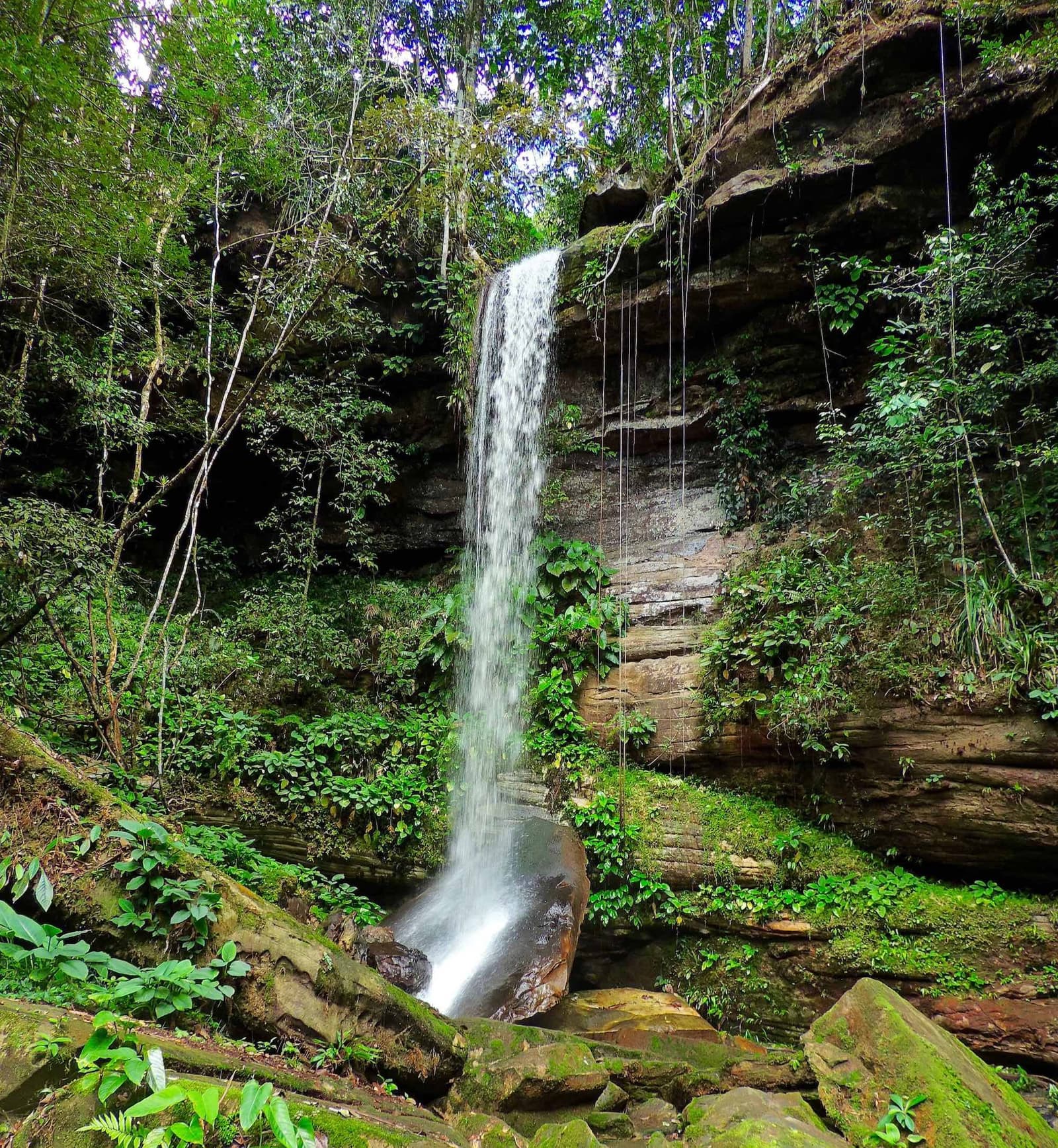 Ce genre d'endroit qui coupe la conversation net. Une cascade élancée dévale des falaises de grès en couches recouvertes de mousse et de lianes suspendues, nichée au cœur d'une forêt tropicale dense lors d'une aventure dans la jungle amazonienne au Brésil