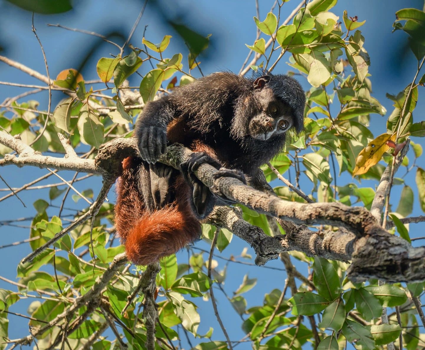 Small monkey, big personality, this one clearly owns the canopy. A black-and-rufous howler monkey perched on a branch in the forest canopy, gazing downward during an Amazon River Cruise Brazil wildlife encounter