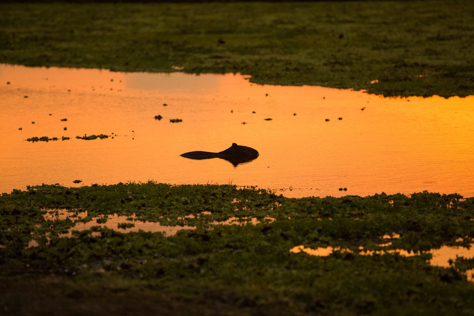 Kein Tier nimmt sich mehr Zeit für den Sonnenuntergang als das Capybara. Ein Wasserschwein als Silhouette gegen ein leuchtendes orangefarbenes Sonnenuntergangs-Spiegelbild auf einem flachen Feuchtgebiet-Teich, umgeben von Wasserpflanzen