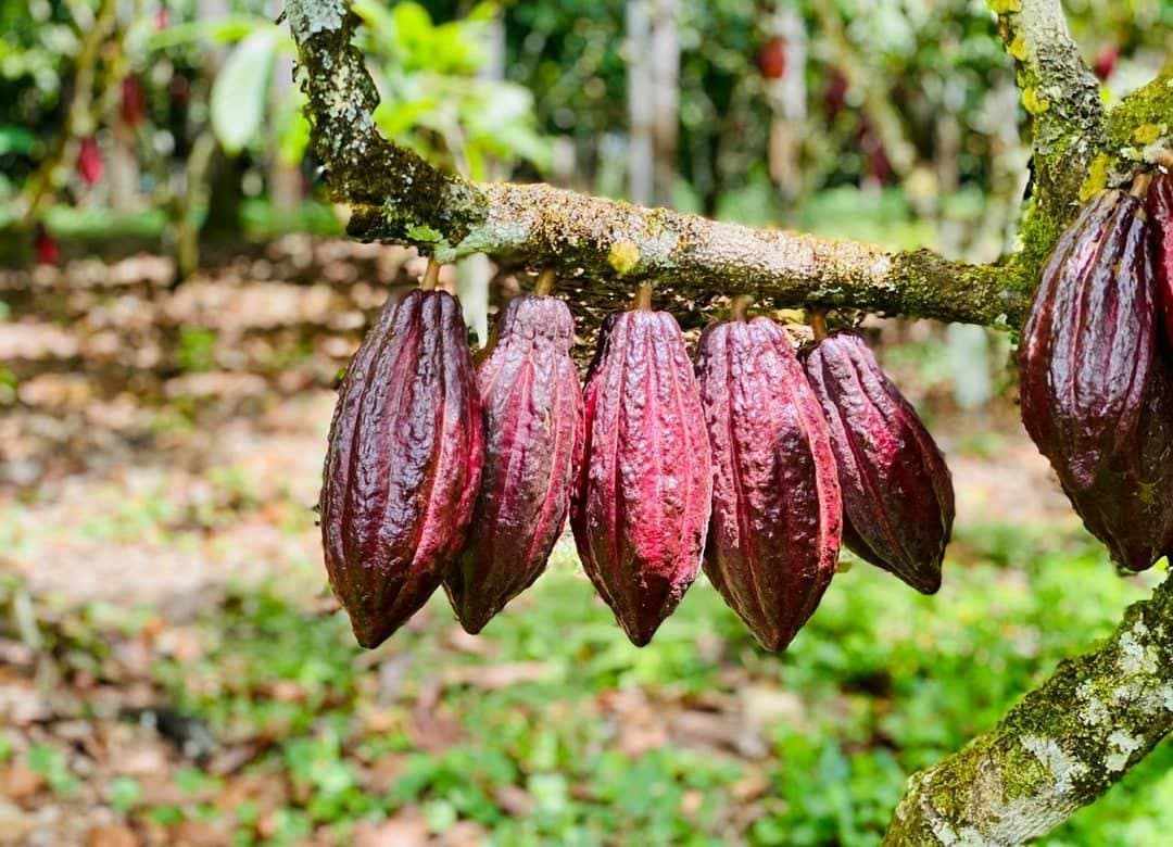É aqui, nessa cor de vinho, que começa tudo que você conhece como chocolate. Cacho de frutos de cacau vermelho-arroxeados pendurados num galho coberto de musgo numa fazenda da Rota do Cacau na Bahia