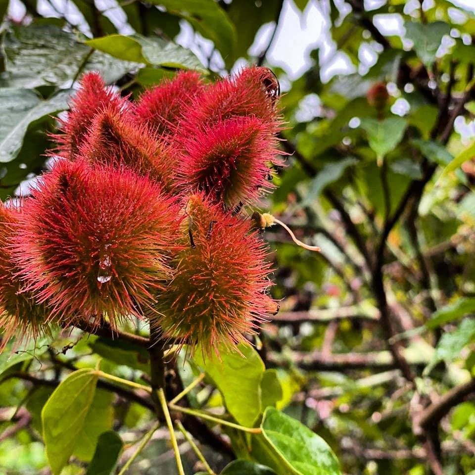 Urucum maduro, aquele vermelho que a Mata Atlântica guarda sem fazer alarde. Close-up de ouriços vermelhos do urucum em um arbusto na Mata Atlântica ao longo da rota de ciclismo na Bahia