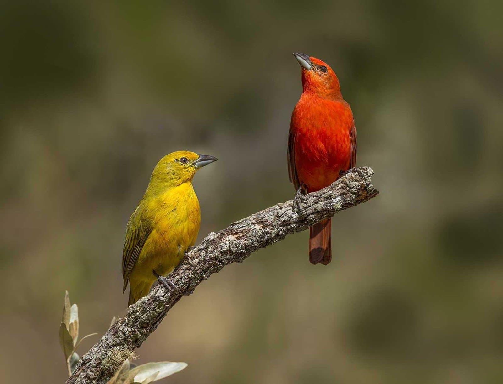 Vermelho e amarelo, lado a lado, sem nenhuma cerimônia. Um tangará macho vermelho-vivo e uma fêmea amarela intensa pousados lado a lado em um galho seco coberto de líquen, com fundo bokeh verde suave — um registro colorido da fauna em uma aventura no Jalapão.