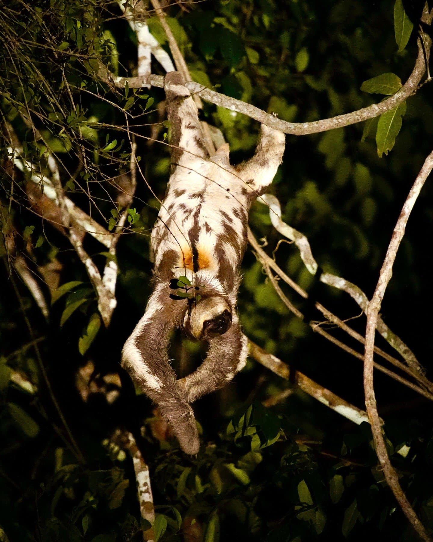 Son menu du soir: une feuille, une heure, aucune hâte. Un paresseux à trois doigts suspendu la tête en bas à une branche de forêt la nuit, aperçu lors d'une sortie nocturne au Mirante do Gavião