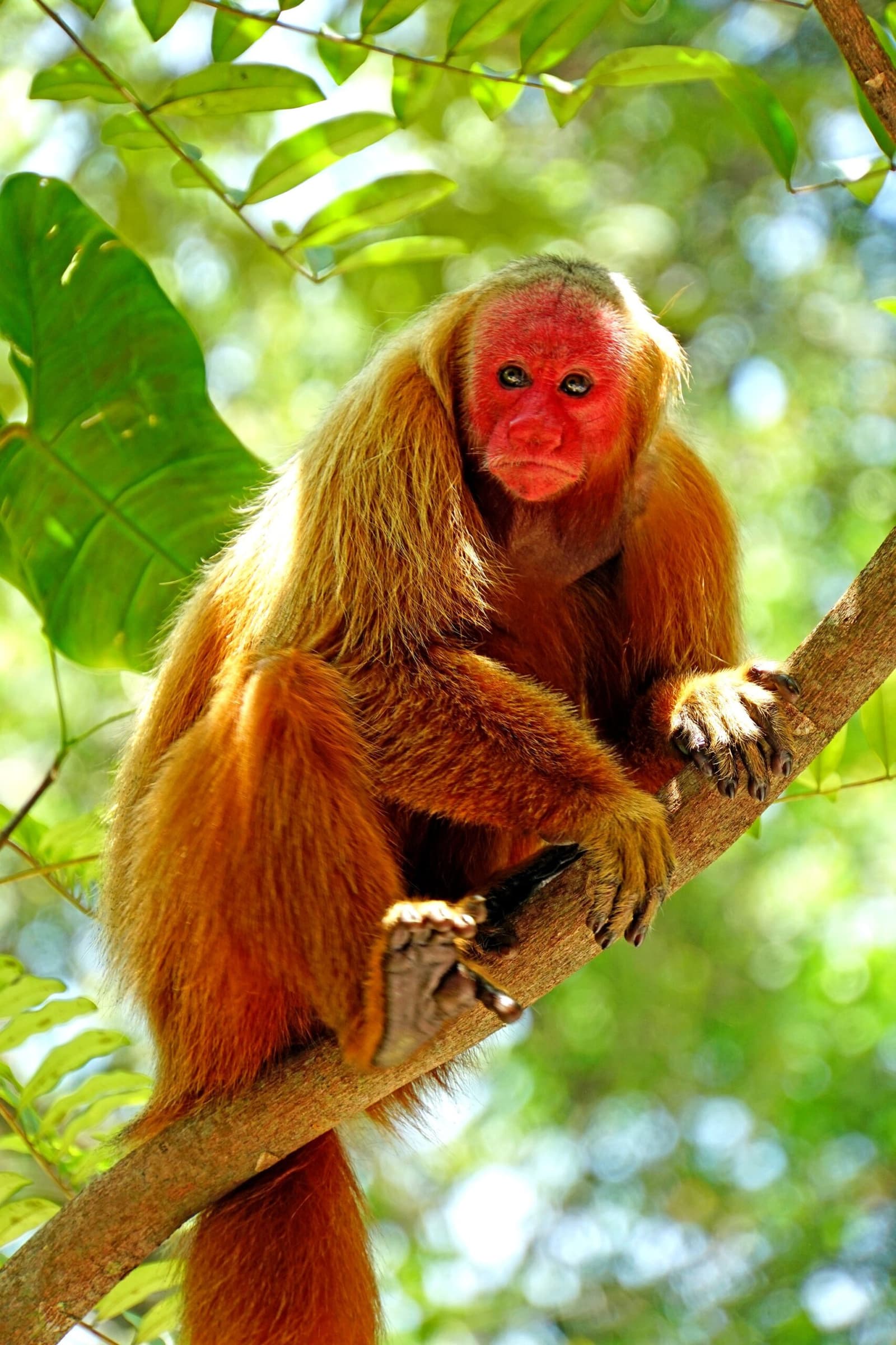 Dat rode gezicht zegt genoeg: het woud beoordeelt jou, niet andersom. Photo: Dennis Jarvis Een kaalhoofdig uakari-aapje met een felrood gezicht en goudoranje vacht zit op een tak in een weelderig groen regenwoud, gespot tijdens de Pico da Neblina Expeditie