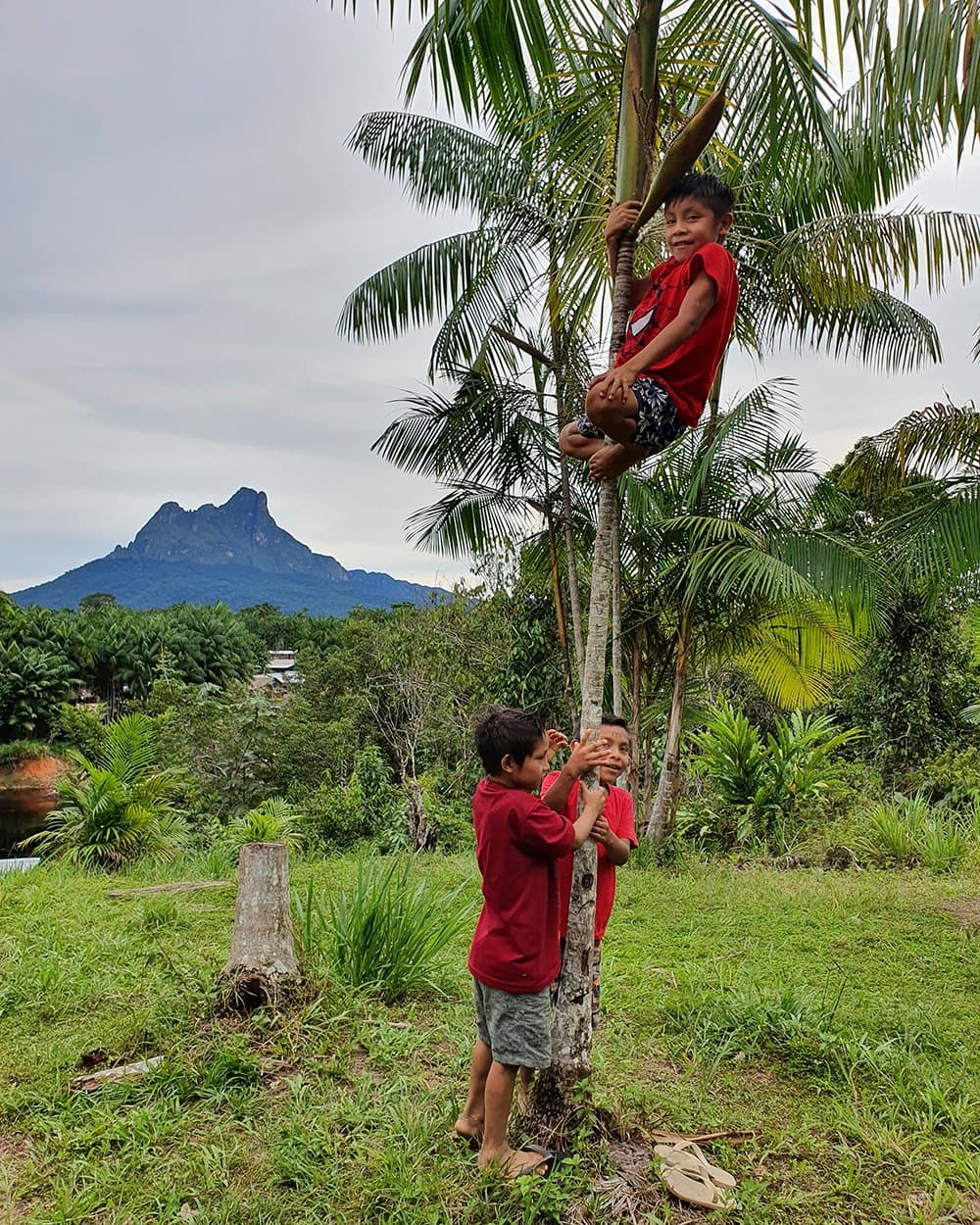 Eén klimt, twee adviseren. Amazone-logistiek op zijn best. Drie jonge jongens in rode shirts spelen rond een palmboom in een weelderige groene open plek, met een dramatische rotsachtige bergtop boven het regenwoudkroondak op de achtergrond