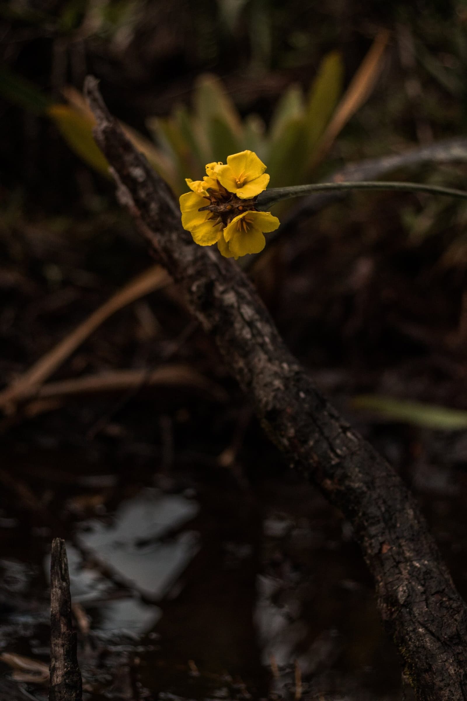 Klein, geel, en volkomen onverschillig voor de hoogte. Een kleine geel-gebloemde wilde bloem bloeit op een slanke stengel tegen donkere natte takken en stilstaand water op het pad van de Pico da Neblina expeditie