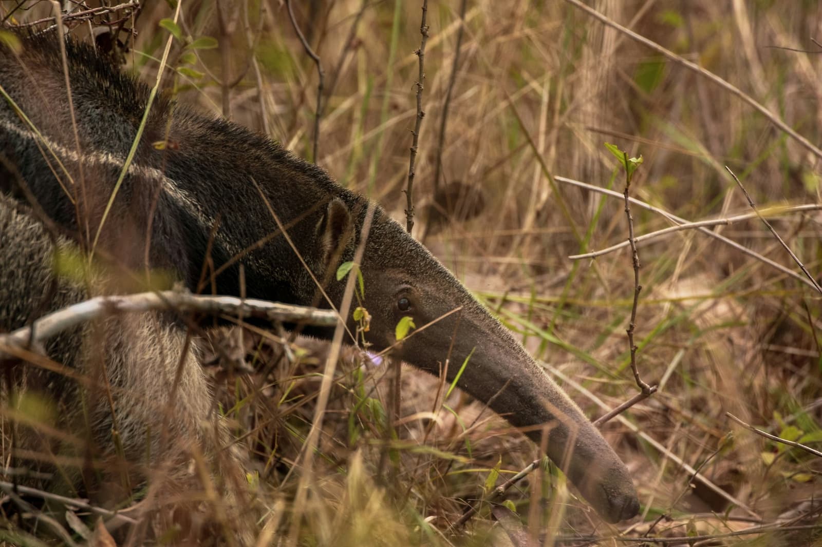 Tout dans le museau, rien à prouver, zéro regard pour l'objectif. Un grand fourmilier se faufile à travers la savane sèche lors d'un safari dans le Pantanal méridional, son long museau effilé frôlant le sol parmi les herbes emmêlées et les brindilles nues