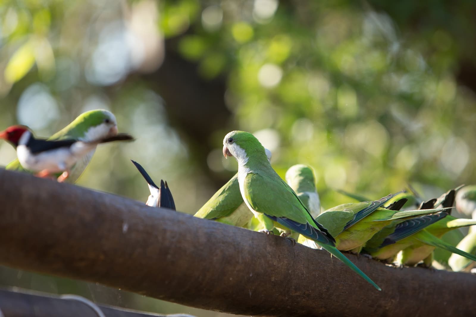 Les conures veuves ont toujours un avis, surtout quand un pic s'installe à côté. Photo: Alexis Prappas Un groupe de conures veuves perchées sur une grosse branche lors d'un safari dans le Pantanal méridional, avec un pic noir et rouge visible à gauche sur fond de feuillage flou