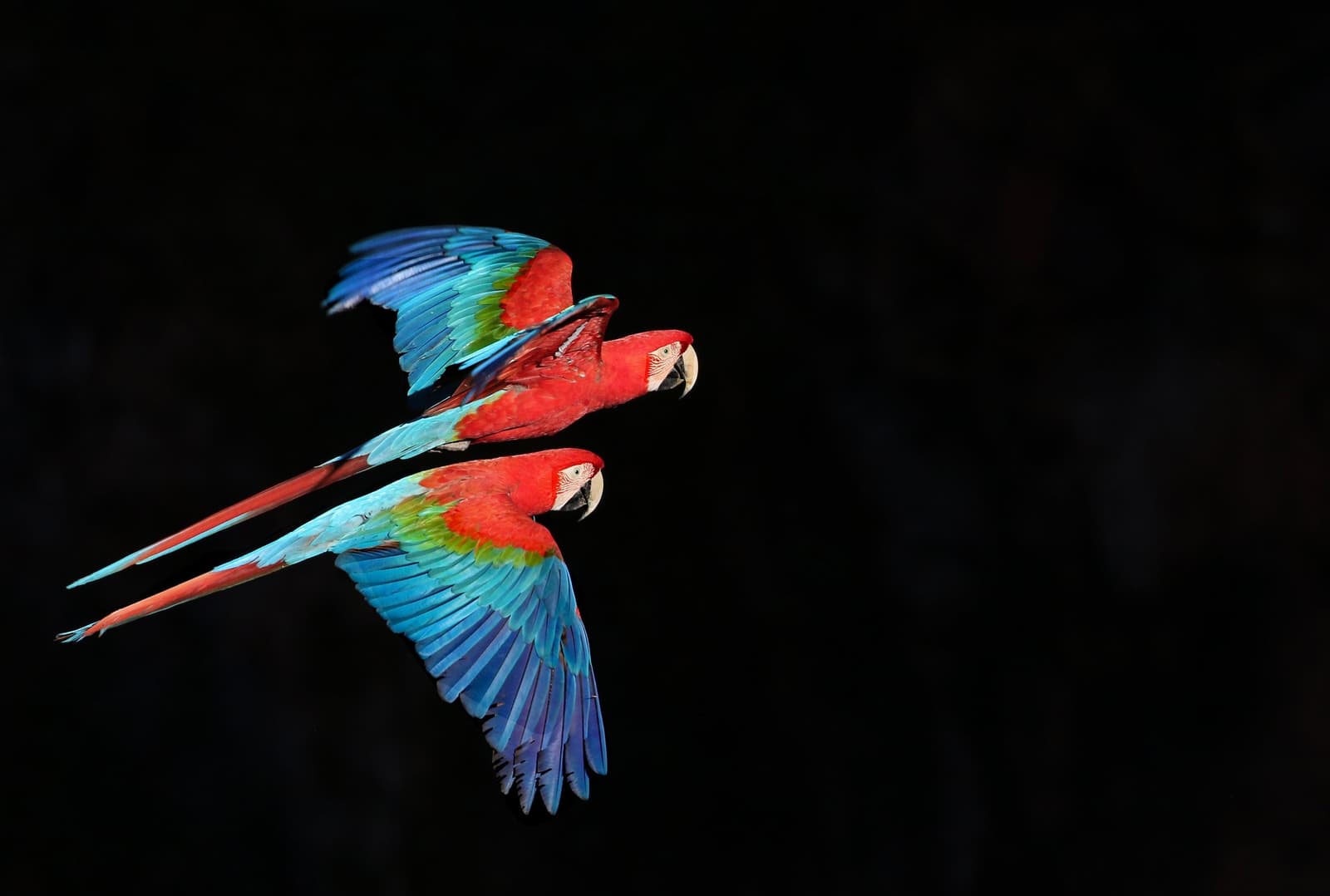 Deux aras, cap identique, sans hésitation. Photo: Paulo Barreiros Deux aras rouge-et-vert en vol synchronisé sur fond sombre, leur plumage cramoisi, vert et bleu entièrement déployé