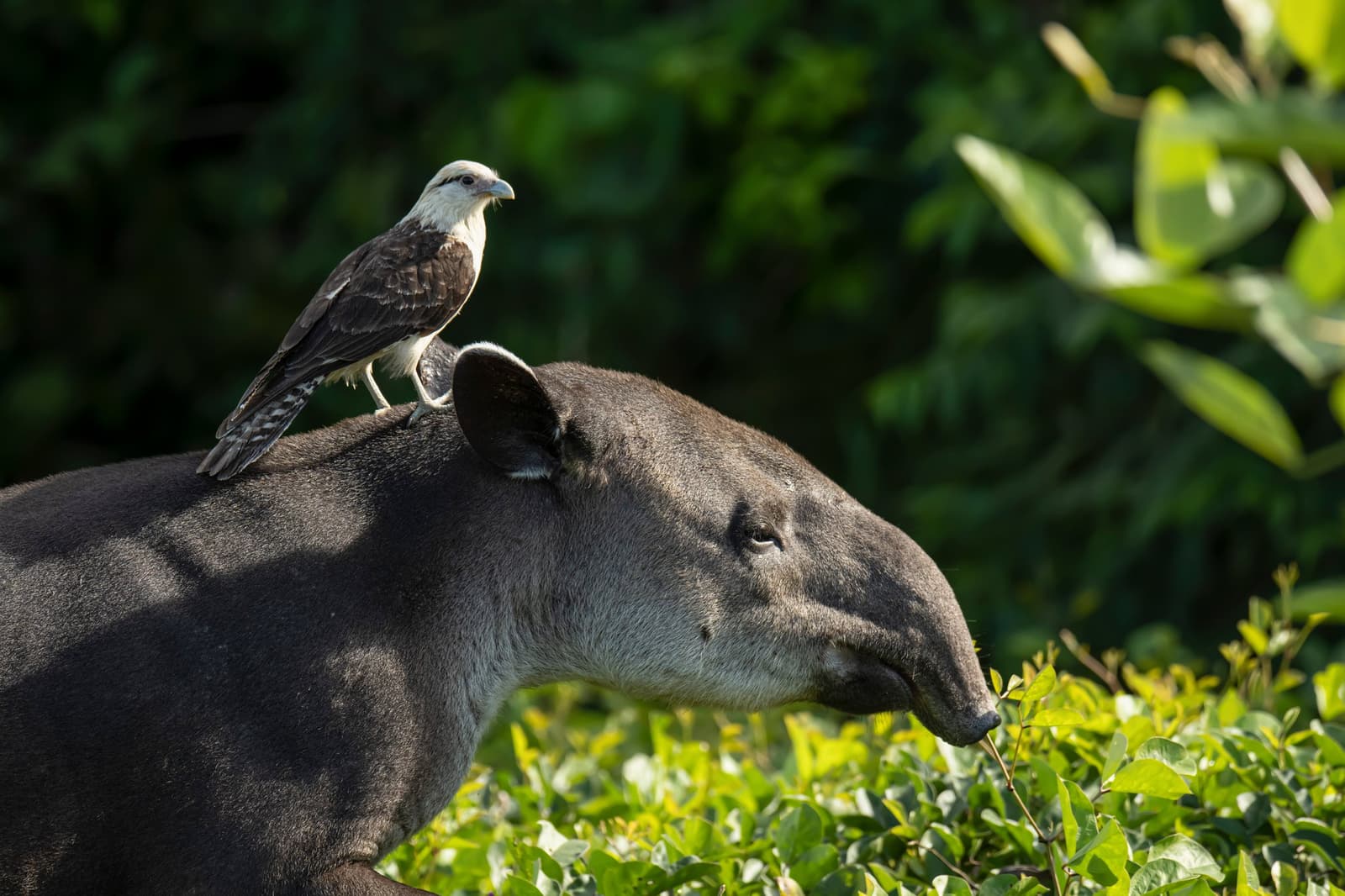 Le caracara a trouvé un taxi. Le tapir, lui, a d'autres priorités. Photo: Patrick Gijsbers Un caracara à tête jaune perché sur le dos d'un tapir qui broute des arbustes verts dans une lumière tamisée
