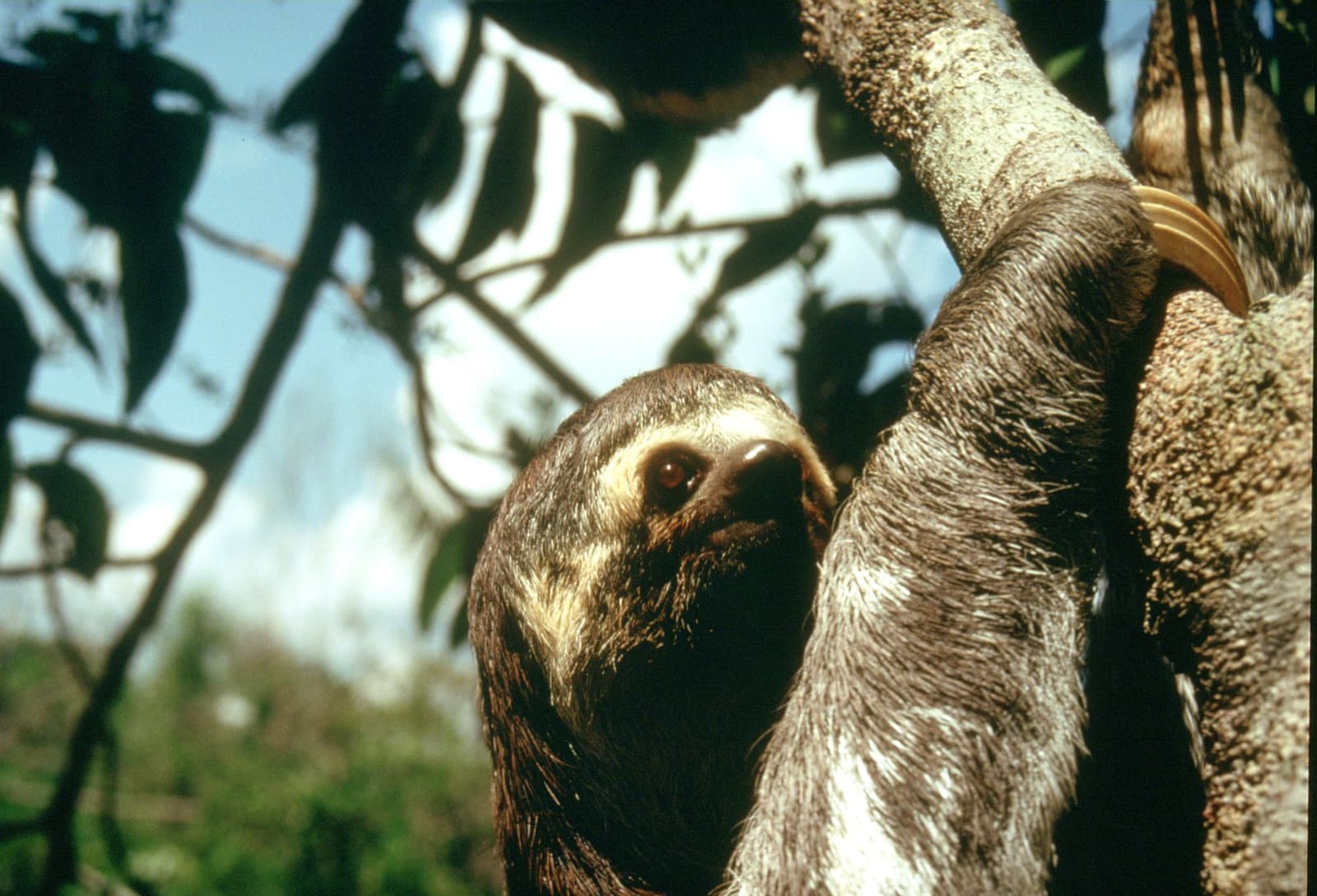 Geen haast, geen excuses, gewoon dit. Een drieteenluiaard die zich vasthoudt aan een boomstam en recht in de camera kijkt, gespot tijdens een wildlife-excursie op de Tucano Amazon-riviercruise