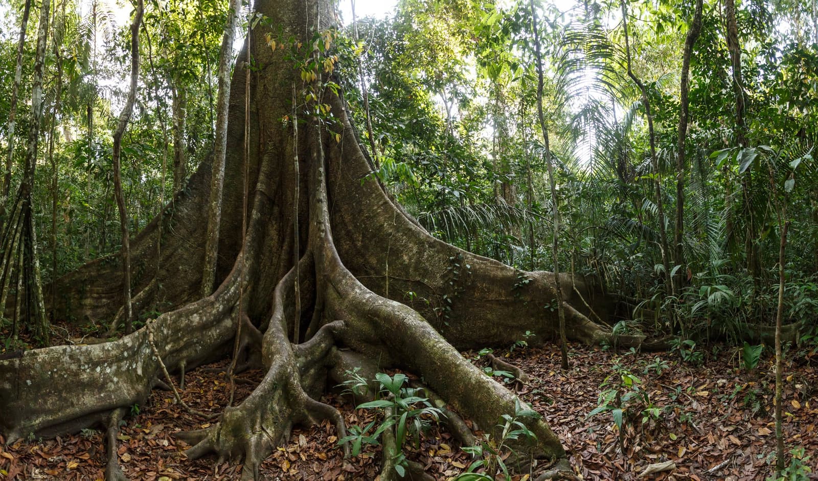 Centuries of growing, and the forest still hasn't run out of ideas. Photo: Christian Vinces Massive buttress roots of a large rainforest tree spread across a leaf-covered forest floor, surrounded by palms and dense understorey vegetation at an Amazon boutique lodge in Brazil