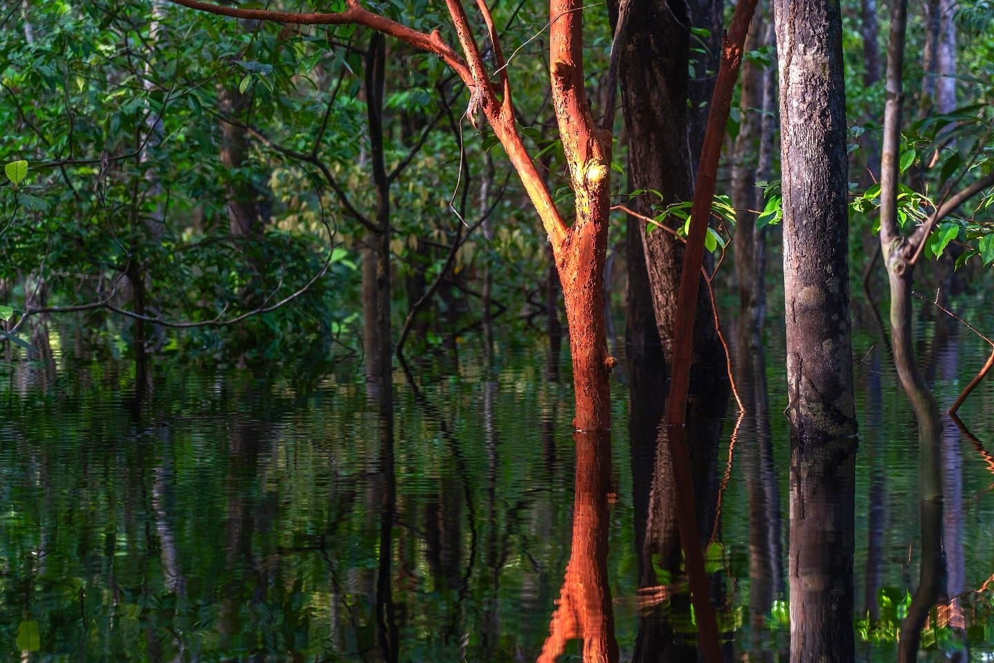 Na Amazônia, a fronteira entre floresta e rio é só uma questão de estação. Luz dourada aquece a casca vermelha de uma árvore que emerge das águas negras e paradas de uma floresta de igapó alagada, com seu reflexo projetado na superfície escura