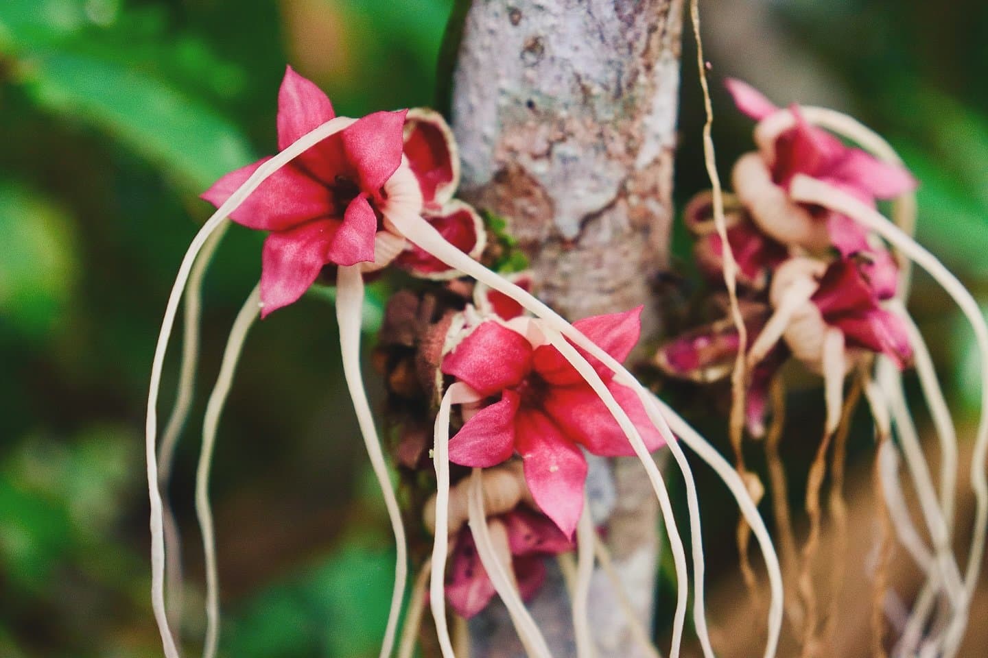 Der Regenwald überrascht dich oft genau dort, wo du es am wenigsten erwartest. Nahaufnahme leuchtend pinker Blüten mit langen hängenden Staubblättern, die direkt am Baumstamm im Amazonas-Regenwald blühen