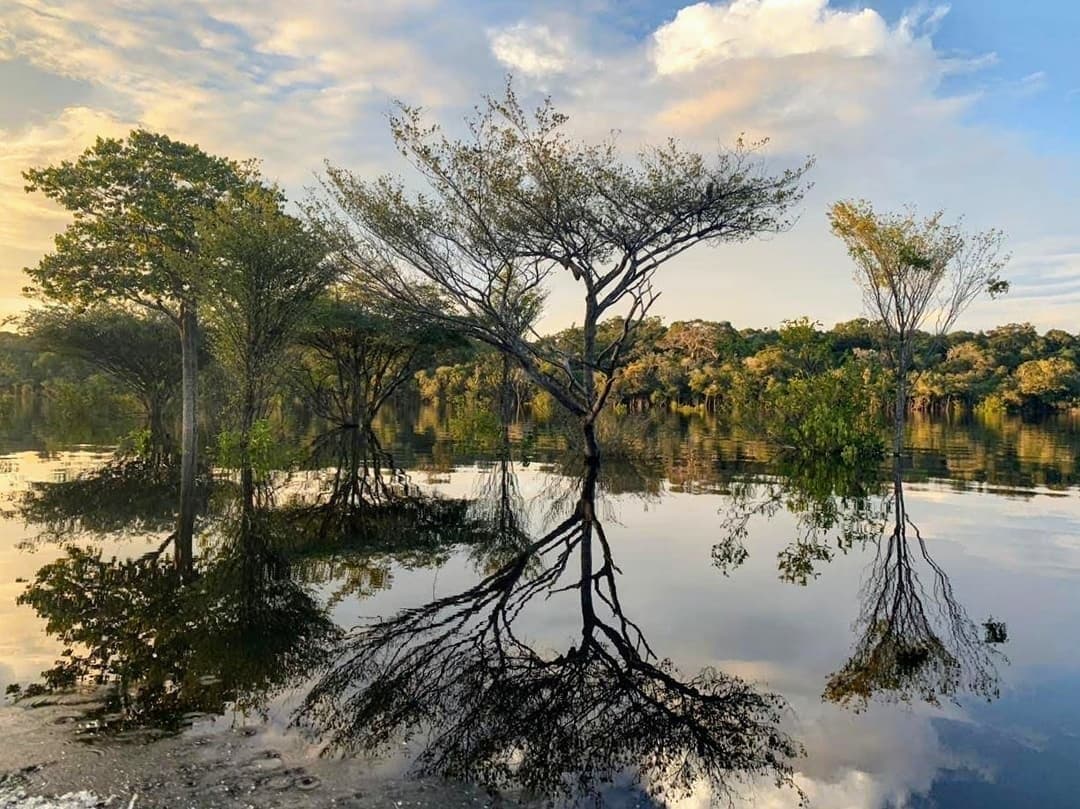 The forest and its reflection, perfectly split by still water. Bare-branched trees standing in still black water with their reflections mirrored perfectly below during an Amazon River Cruise Brazil, dense green forest lining the far bank under a golden-blue sky