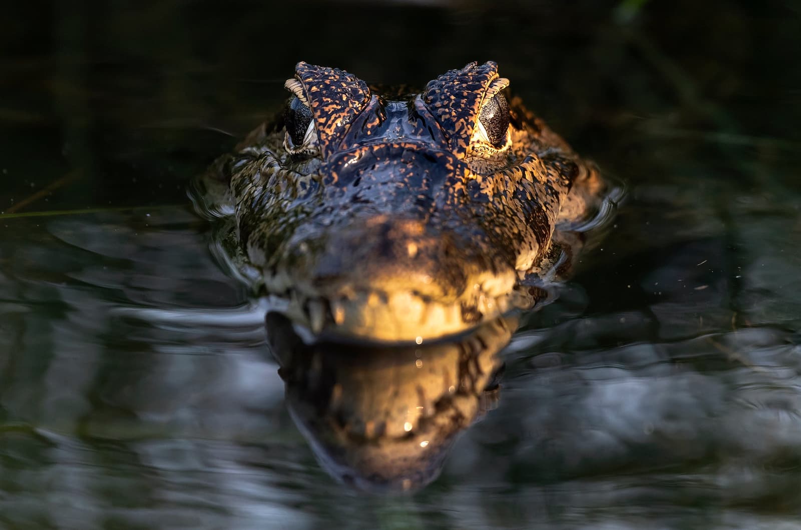 Er hat Sie längst bemerkt, und das stört ihn kein bisschen. Kopf eines Kaimans, der auf einem Pantanal-Budget-Tour aus dunklem Wasser auftaucht, mit goldgeleuchtetem Schuppenmuster und Spiegelung auf der stillen Wasseroberfläche