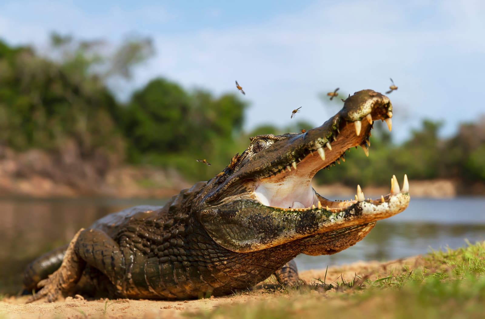Selbst die Fliegen wissen, wem dieser Flussabschnitt gehört. Ein Kaiman am Sandufer mit weit geöffnetem Maul und Insekten, die um seine Schnauze schwärmen, während eines günstigen Pantanal-Tours