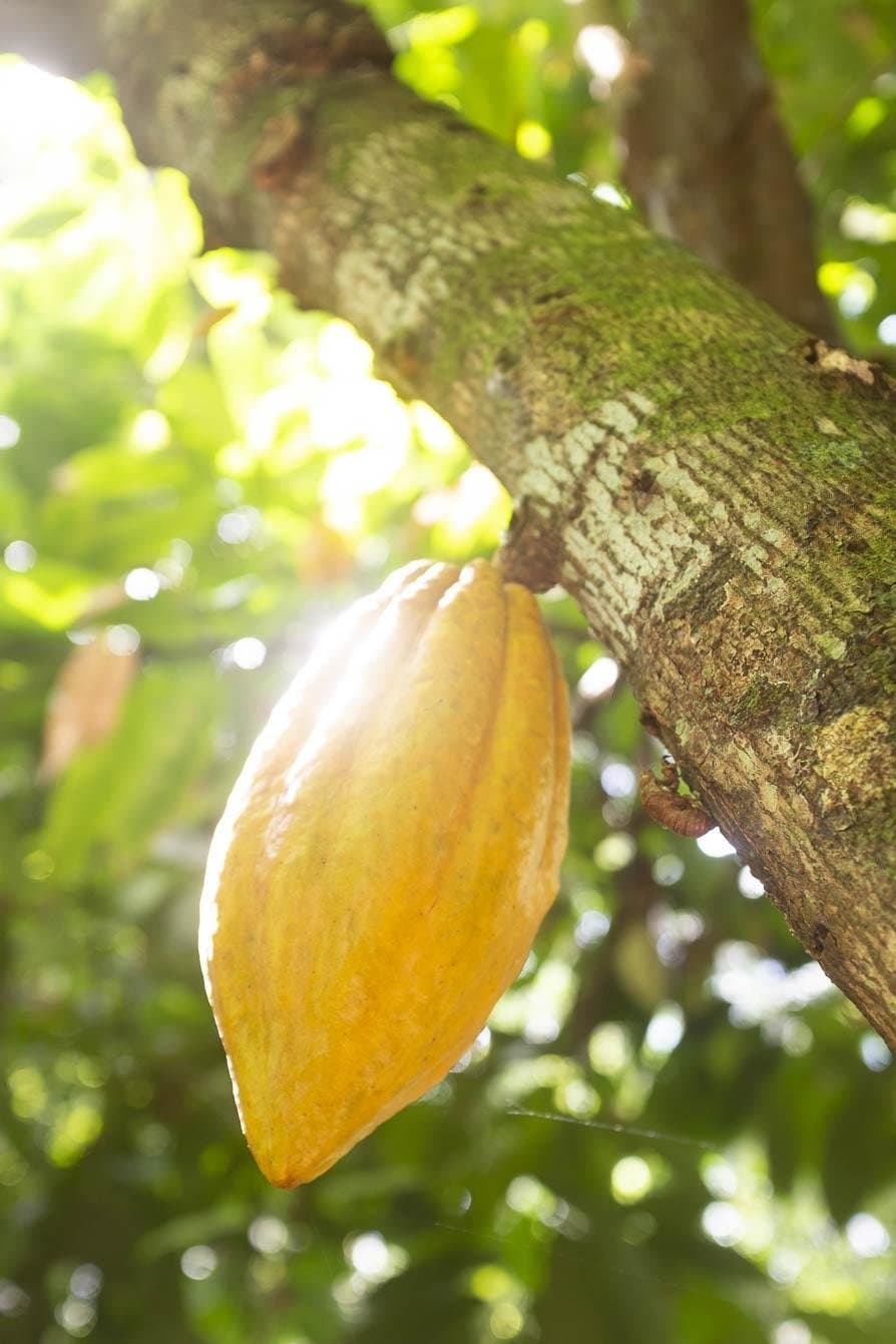 O chocolate começa aqui, bem antes da fábrica. Um fruto de cacau amarelo maduro brotando diretamente do tronco de uma árvore, contraluz com luz suave filtrando pela copa verde — cena vista ao pedalar pela Rota do Cacau na Bahia