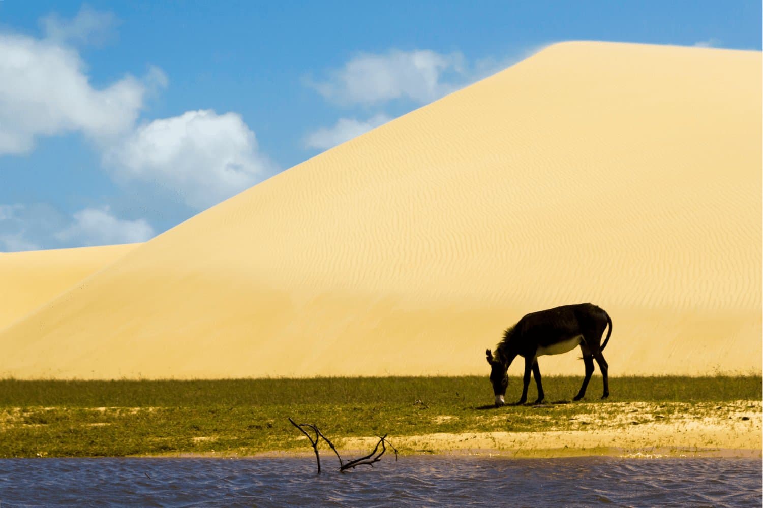 Nos Lençóis, até o burro sabe achar o lugar certo para parar. Um burro escuro pasta em uma fina faixa de grama verde à beira de uma lagoa, com uma imponente duna de areia dourada se erguendo ao fundo sob o céu azul — uma cena marcante do roteiro completo de Lençóis Maranhenses