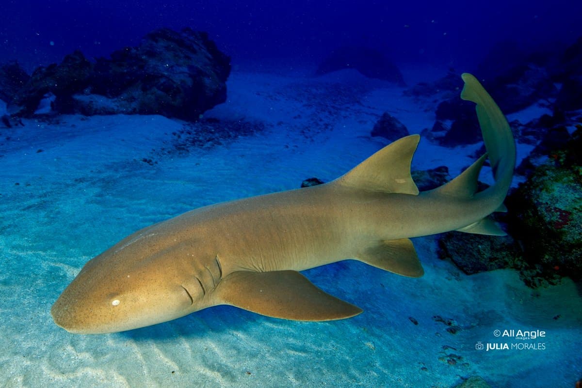 Calm, unhurried, and completely unbothered by your presence. A nurse shark resting on a white sandy seafloor during an Open Water diving course, surrounded by dark volcanic rocks in deep blue water