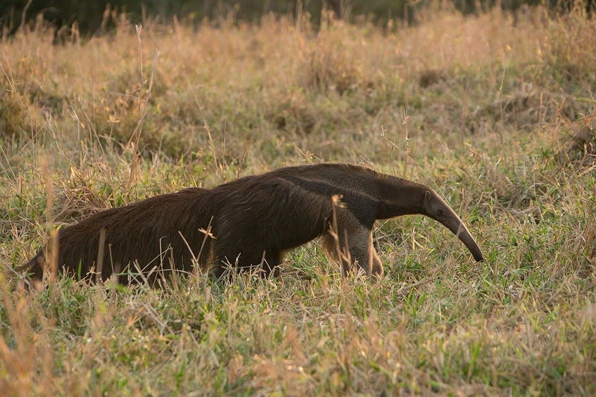 On a mission, nose first, and completely unbothered by your camera. A giant anteater walking through open grassland with dry golden grass on a Pantanal Jaguar Photography Tour game drive