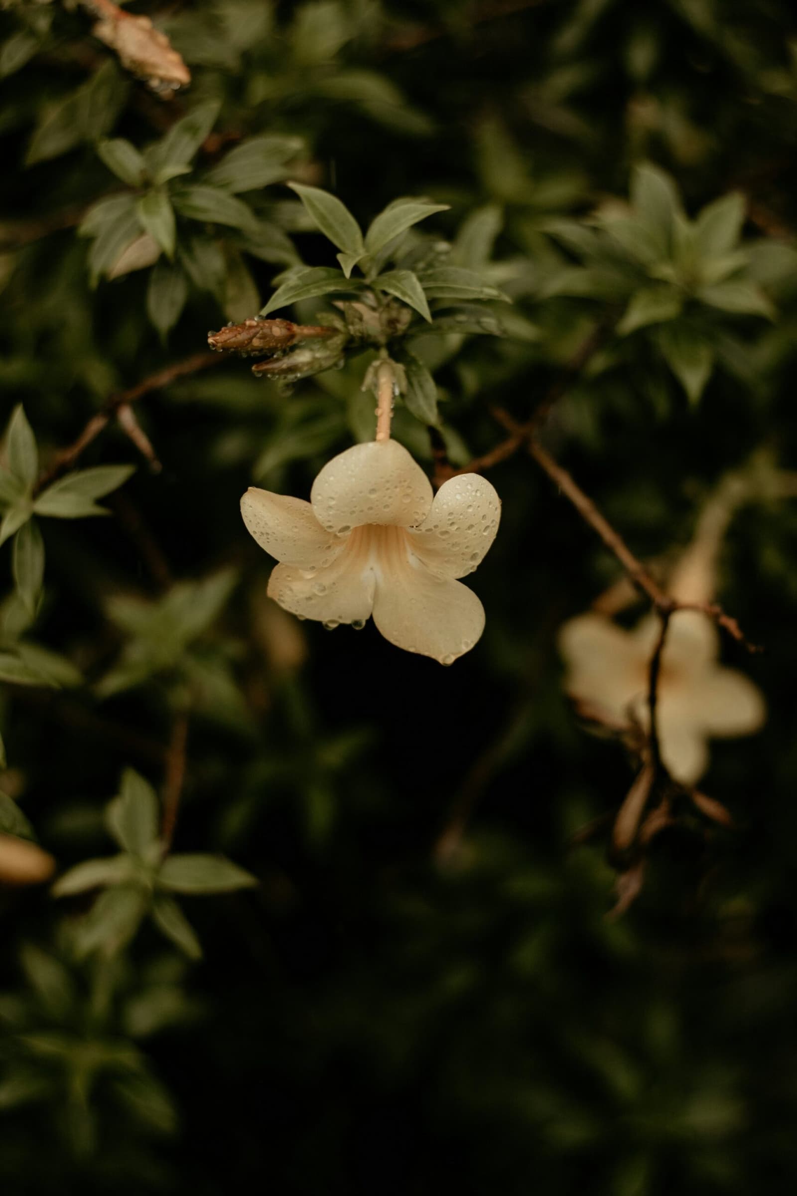 Zelfs de kleinste bloem vangt de regen van het woud op. Close-up van een crèmewitte wilde bloem met vijf bloemblaadjes bezaaid met regendruppels, hangend aan een dunne steel voor een donker wazig bosondergrond
