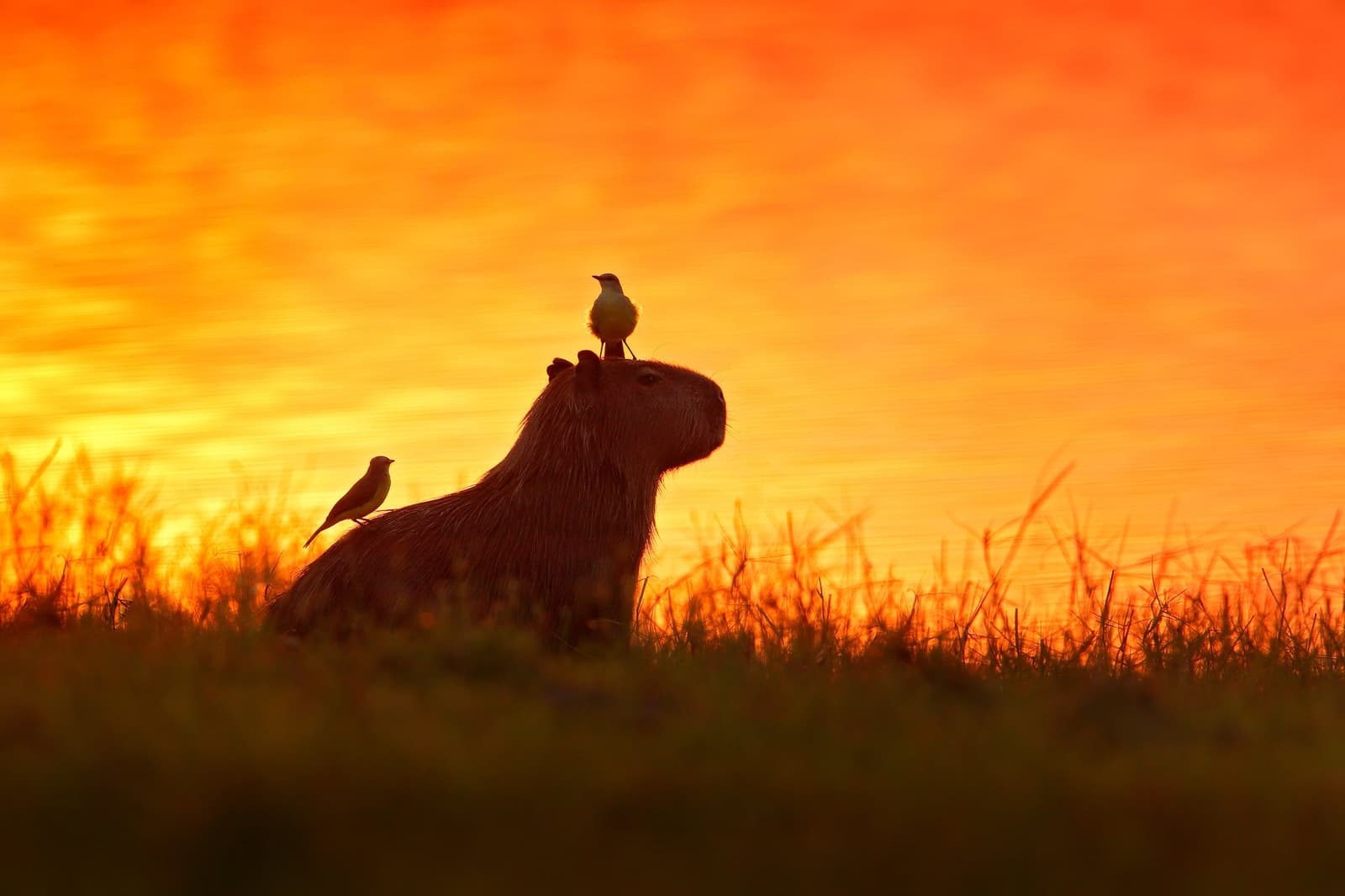 Le cabiai n'a jamais refusé un passager, petit ou grand. Photo: Ondrej Prosicky Un capybara en silhouette sur un ciel de coucher de soleil orange profond dans le paysage de safari du Pantanal sud, avec deux petits oiseaux perchés sur son dos et son flanc parmi les hautes herbes
