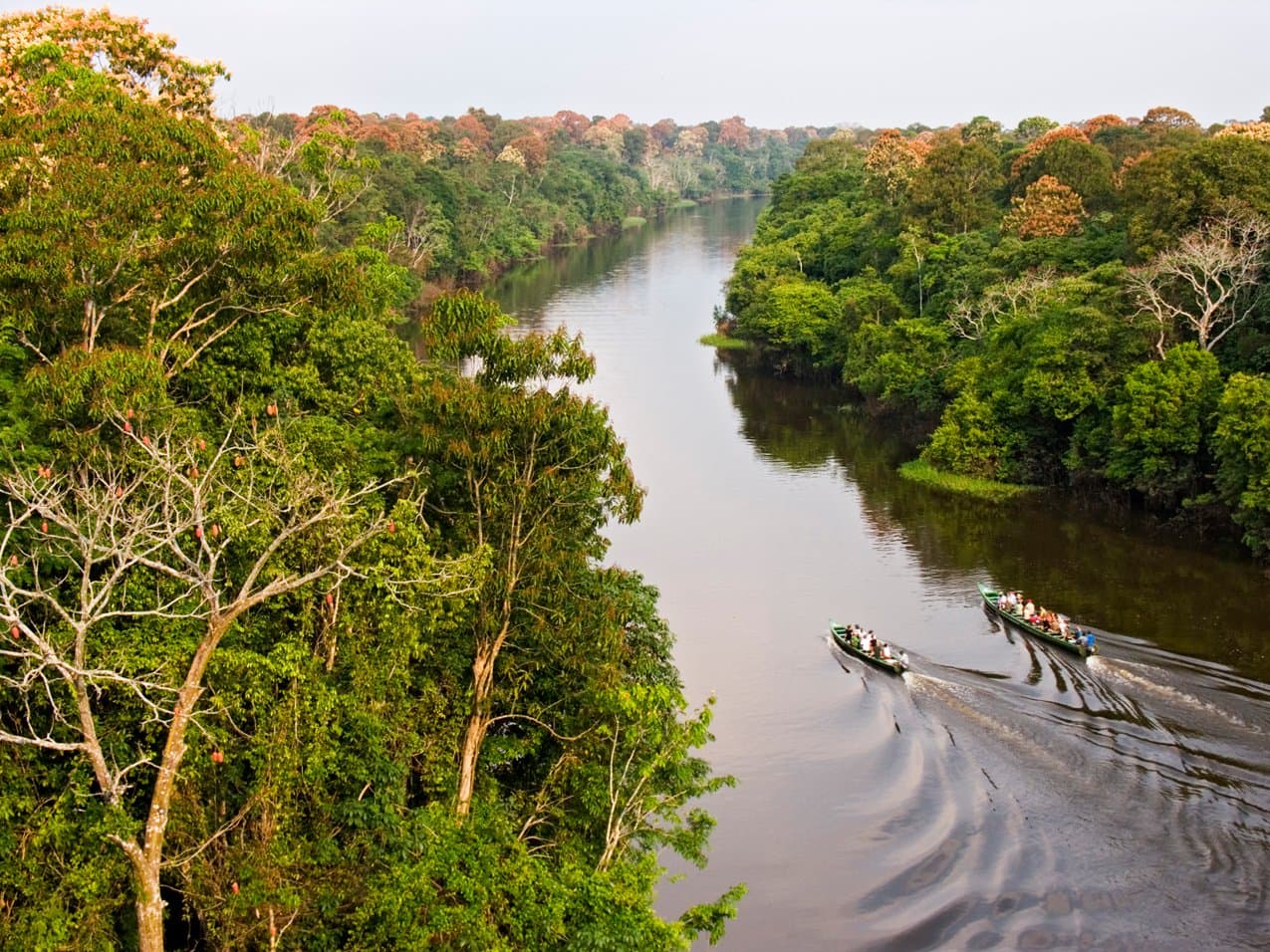 Twee boten, één rivier, en meer bos dan je in één blik kunt vatten. Photo: Leonide Principe Luchtfoto van twee gemotoriseerde kano's met passagiers op de Tucano Amazon-riviercruise, varend over een donker water omringd door dicht regenwoudgebladerte met bloeiende bomen in de verte