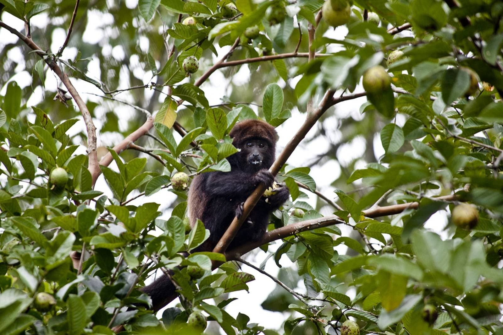 Mitten beim Fressen, völlig unbeeindruckt von den Zuschauern unten. Ein dunkelhaariger Brüllaffe sitzt in einem fruchtbeladenen Baum, hält einen Ast fest und frisst während einer günstigen Pantanal-Tour