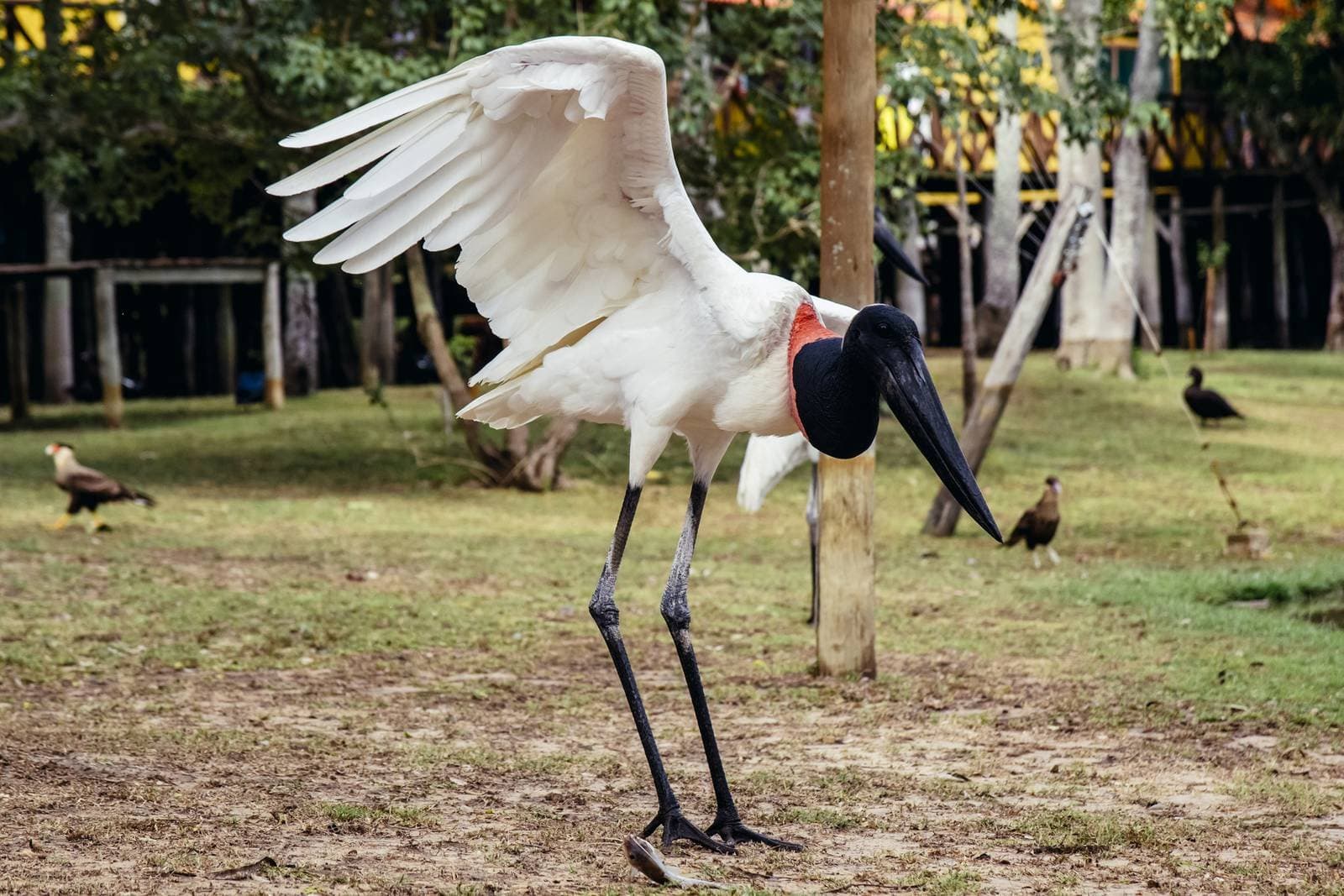 Dieser Jabiru weiß genau, wie man einen Auftritt hinlegt. Ein Jabiru-Storch breitet einen Flügel weit aus, während er auf kahlem Boden steht, mit seinem markanten schwarzen Kopf und rotem Halskragen, im Hintergrund weitere Vögel