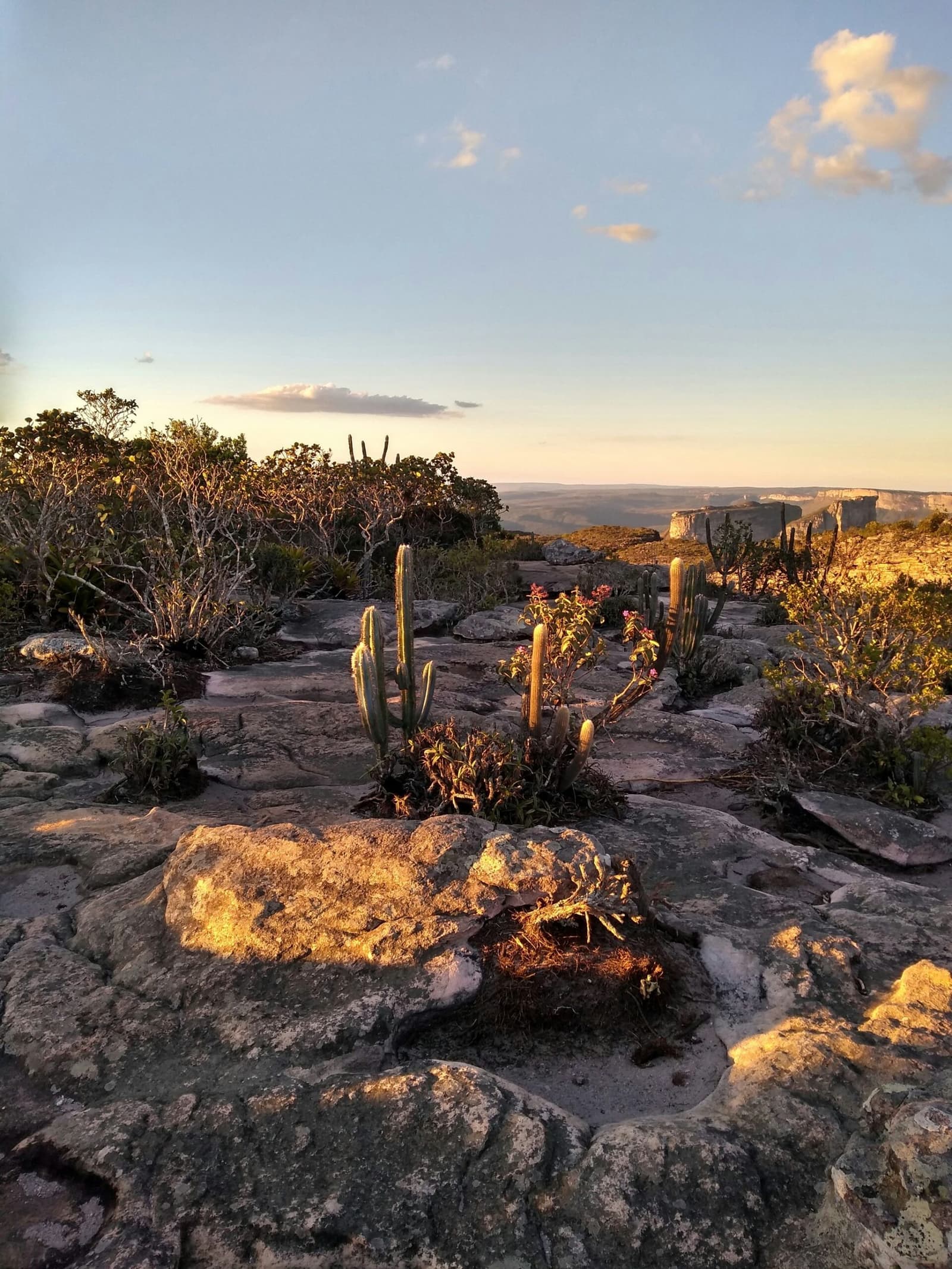 La Chapada à la dernière lumière du jour, les roches chauffées à blanc et le silence qui s'installe. Lumière dorée du coucher de soleil sur un plateau rocheux lors du Chapada Diamantina Tour, avec des cactus colonnaires et de petites plantes à fleurs poussant dans les fissures de la roche, et des mesas s'estompant dans le lointain brumeux