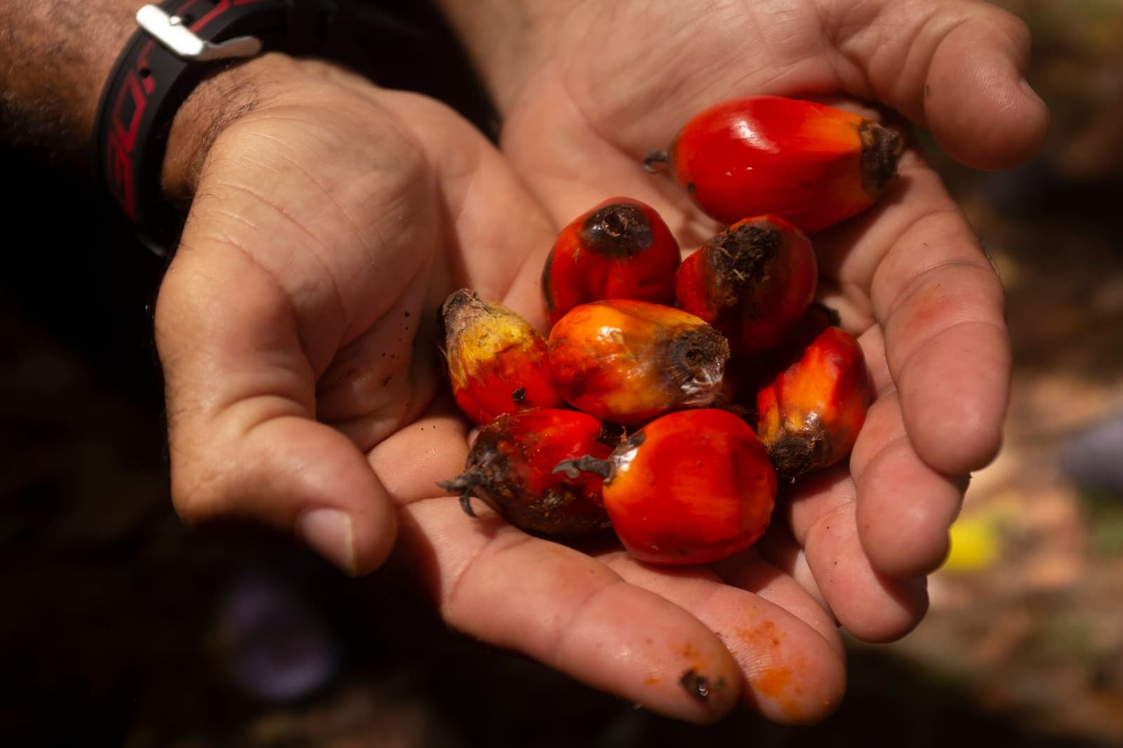 Colhidos agora mesmo, ainda com o calor do sol. Duas mãos em concha segurando frutos recém-colhidos de palmeira, vermelhos e alaranjados, durante um passeio de ciclismo na Bahia