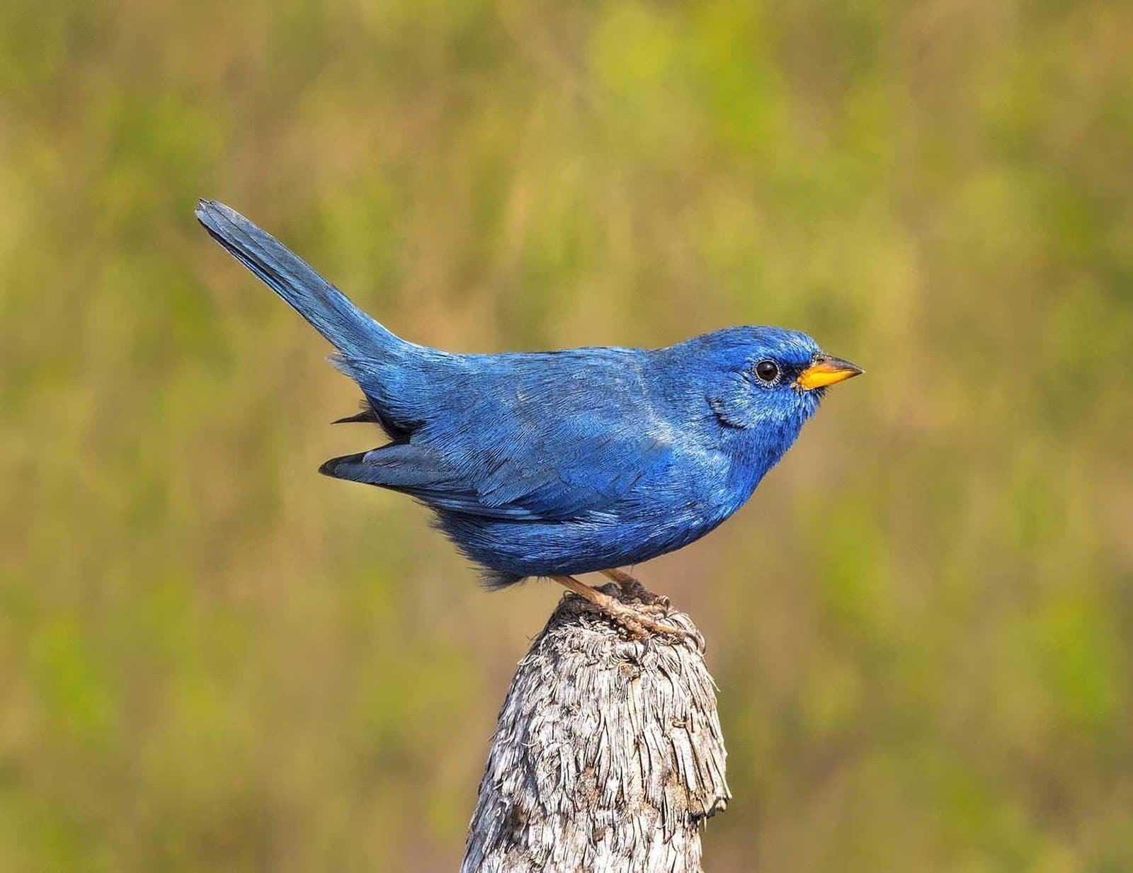 Small bird, big attitude, the cerrado never skips on colour. A vivid blue songbird with an orange beak perches on a weathered wooden stump against a soft green background, spotted during a Jalapão trekking day in cerrado habitat
