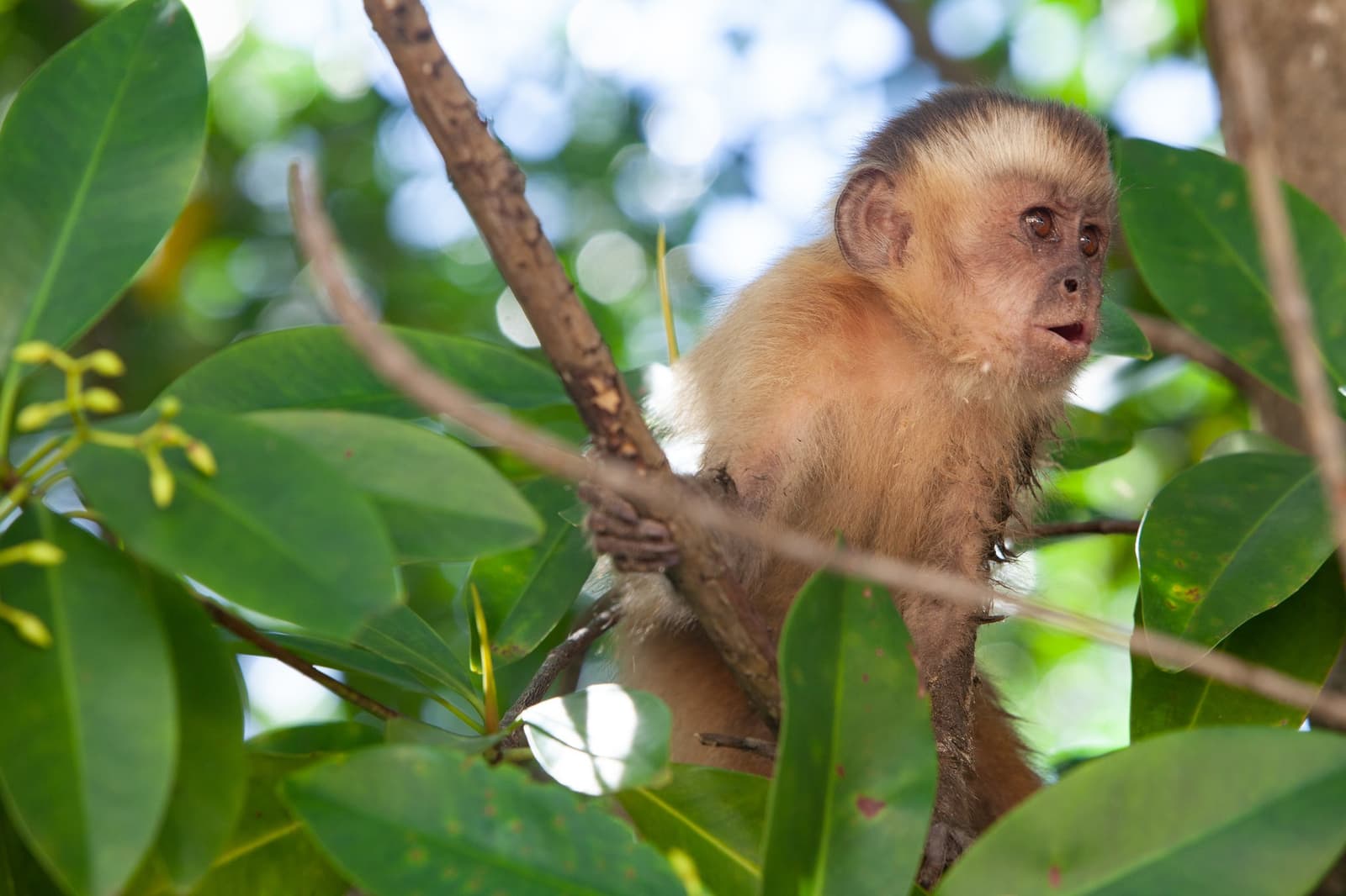 Flagrado no meio de um raciocínio, e claramente sem paciência para interrupções. Um macaco-prego jovem empoleirado em um galho entre folhas densas de mangue, avistado durante o roteiro completo de Lençóis Maranhenses em Vassouras