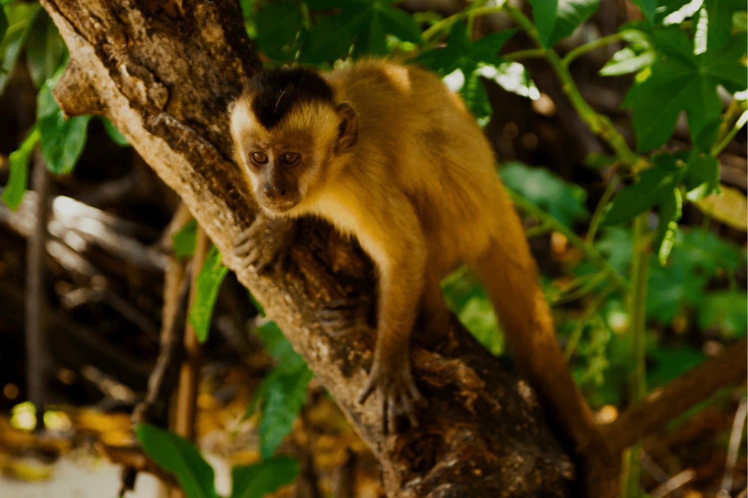 Ele te viu primeiro, pode ter certeza. Um macaco-prego de pelagem dourada e calota escura se apoia em um galho entre folhagem verde, avistado durante o roteiro completo de Lençóis Maranhenses na parada em Vassouras