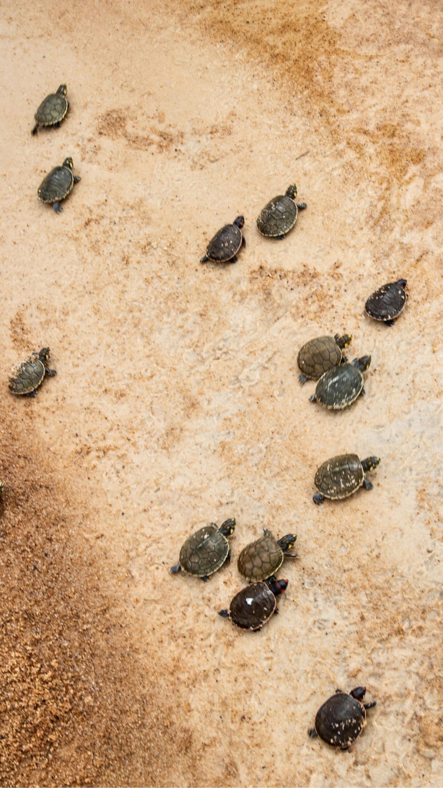Petites, déterminées, et pas du tout pressées de s'excuser. Vue aérienne de dizaines de bébés tortues d'eau douce rampant sur une plage de sable clair au Mirante do Gavião