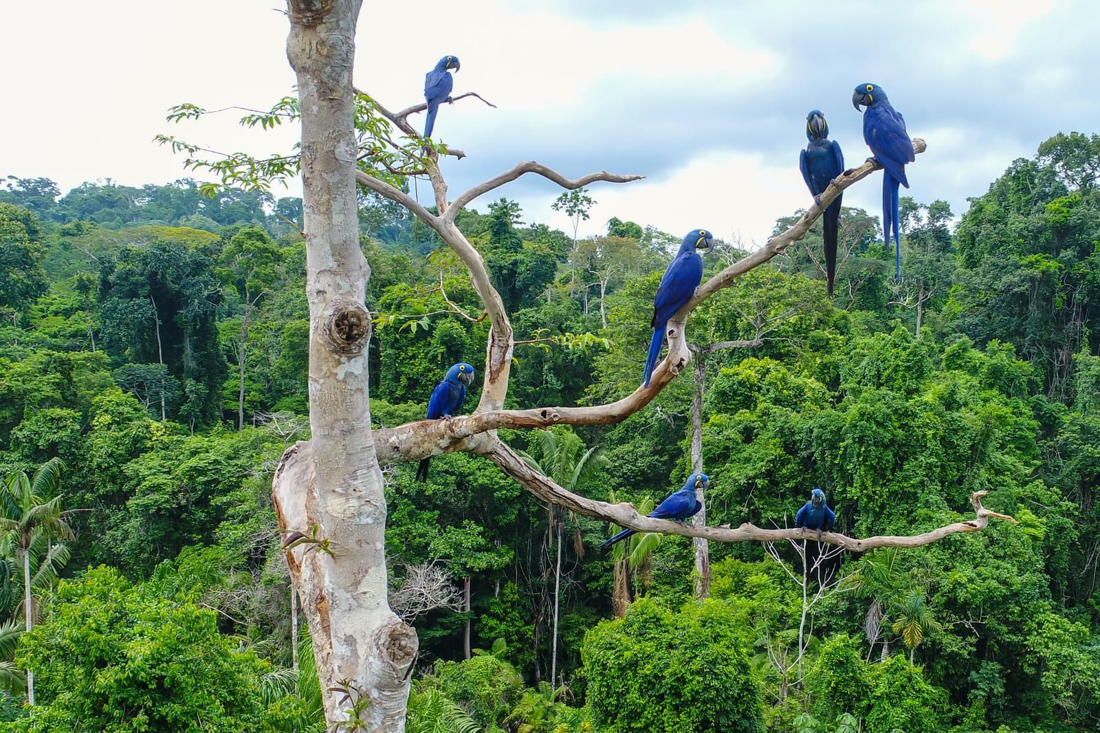 Seven of the world's largest parrots sharing one tree, unbothered by the crowd. A flock of seven hyacinth macaws perched on the bare branches of a tall tree, set against a dense green forest canopy on this Pantanal Jaguar Photography Tour
