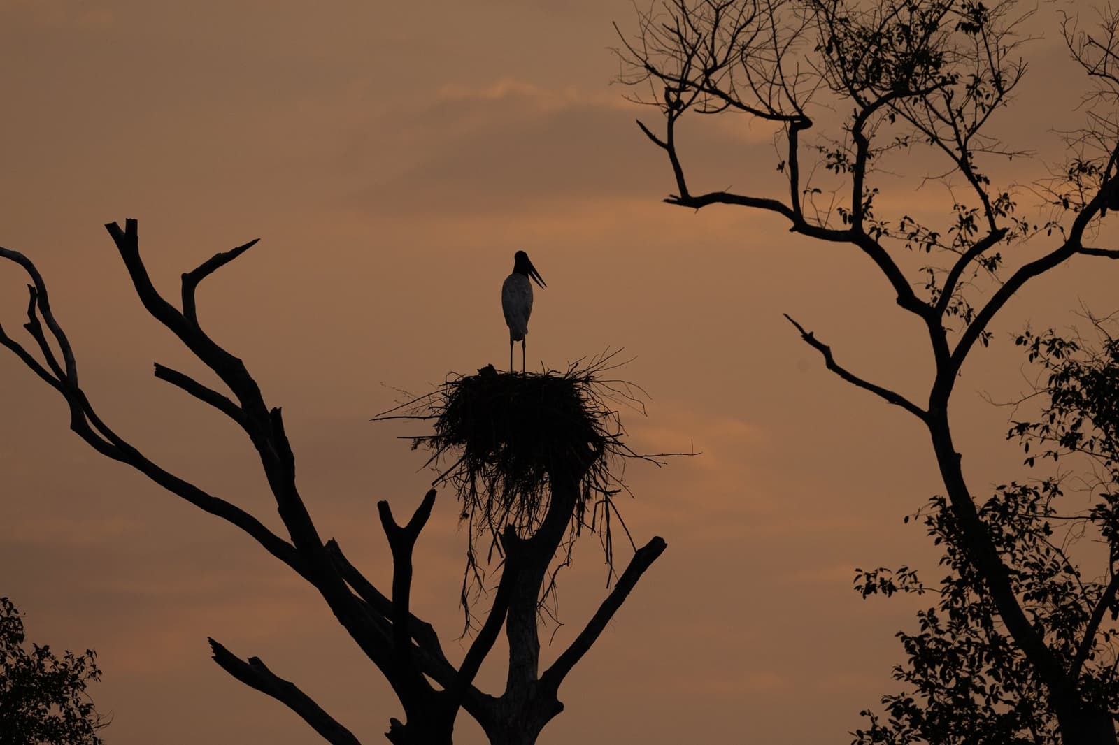 The nest stays lit long after the sun gives up. Silhouette of a jabiru stork standing on its large stick nest atop a bare tree, beak open, against a warm amber twilight sky on the Pantanal Jaguar Photography Tour