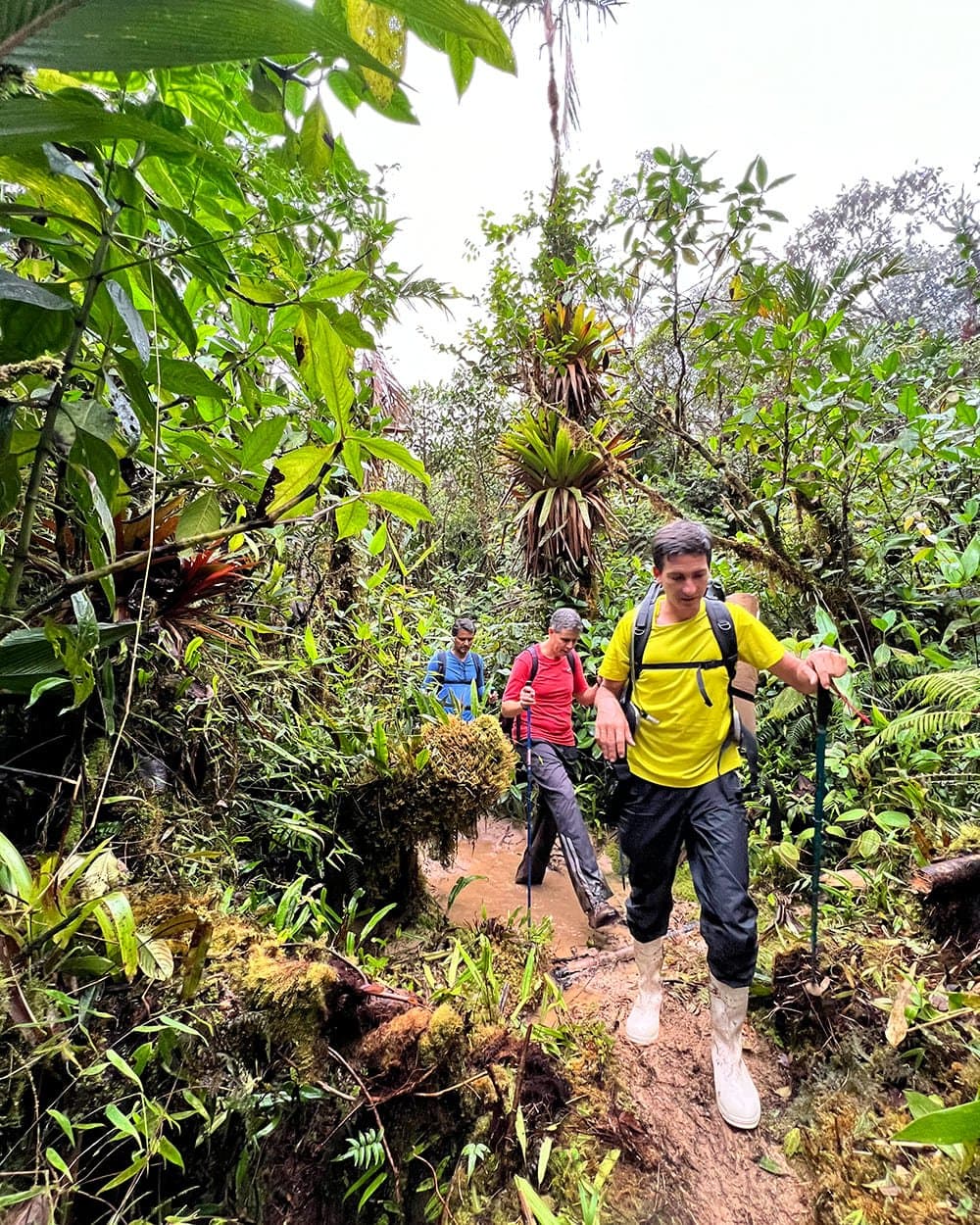 Rubberlaarzen: onmisbaar, lang voor de top in zicht komt. Drie wandelaars met trekkingstokken en rugzakken lopen over een modderig pad door dicht, met bromelias begroeid wolkenbos tijdens de Pico da Neblina Expeditie, de voorste wandelaar draagt rubberlaarsjes en een geel shirt