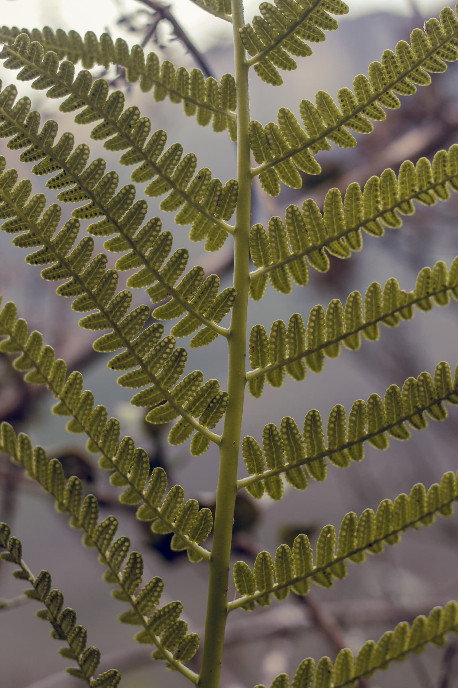 Het regenwoud toont zijn fijnste details aan wie dichtbij kijkt. Close-up van een grote varenblad met rijen pinnulae bedekt met ronde sporendoppen, gefotografeerd tijdens een Pico da Neblina Expeditie door het dichte Amazoneregenwoud
