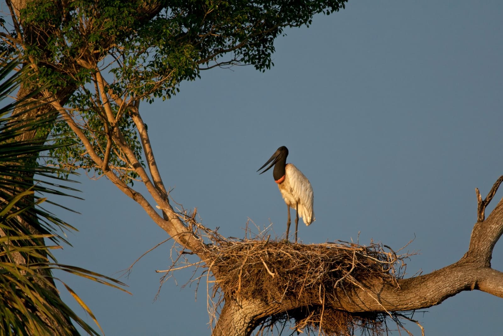 L'adresse la plus haute du Pantanal, et il le sait. Photo: Mirages-nl Un jabiru d'Amérique se tient debout sur son grand nid de brindilles perché en haut d'un arbre lors d'un safari dans le sud du Pantanal, sa tête noire et son collier rouge bien visibles sous un ciel bleu dégagé à l'heure dorée