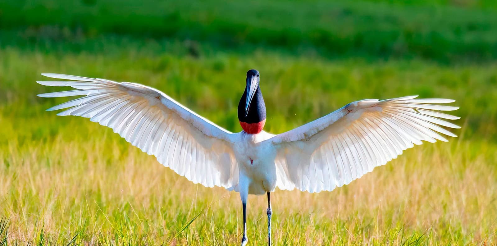 Le plus grand oiseau du Pantanal, et il l'assume pleinement. Un jabiru d'Amérique déploie ses ailes en face-à-face, sa tête noire et sa poche gulaire rouge vif contrastant avec un fond de prairie verte floutée.