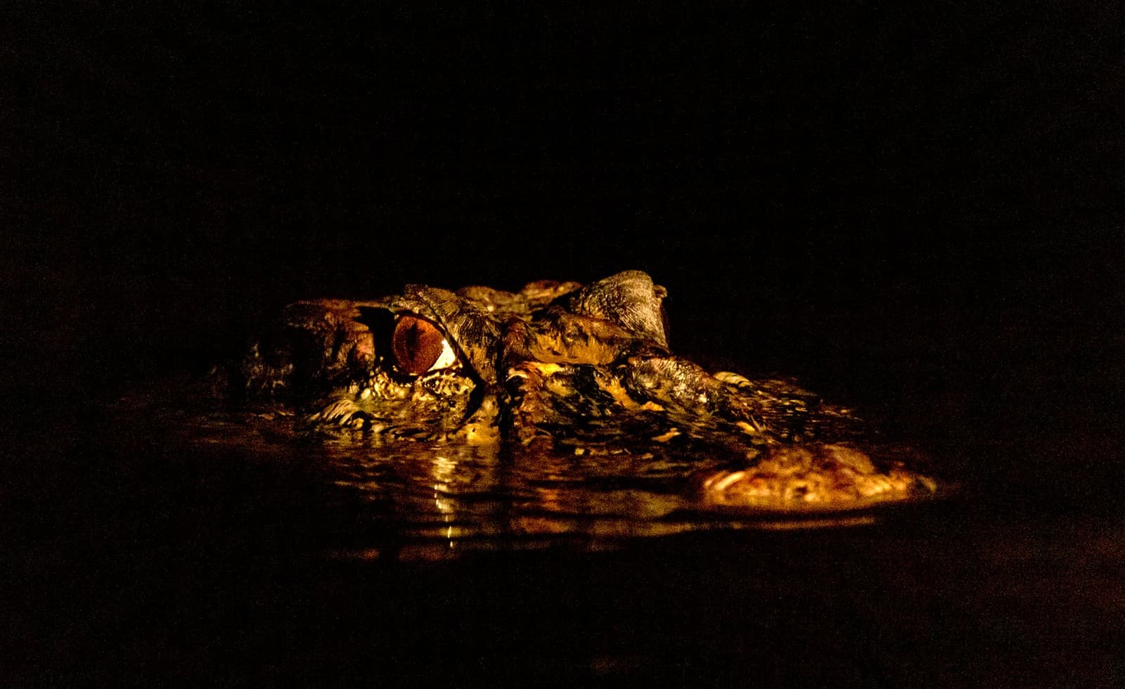 Eén oog open, altijd. De kaiman heeft de nachtdienst uitgevonden. Photo: Daniel Forster Close-up van een kaimankop die 's nachts nauwelijks boven het wateroppervlak uitsteekt, met een amberkleurig oog dat oplicht in het toortslicht tegen de totale duisternis