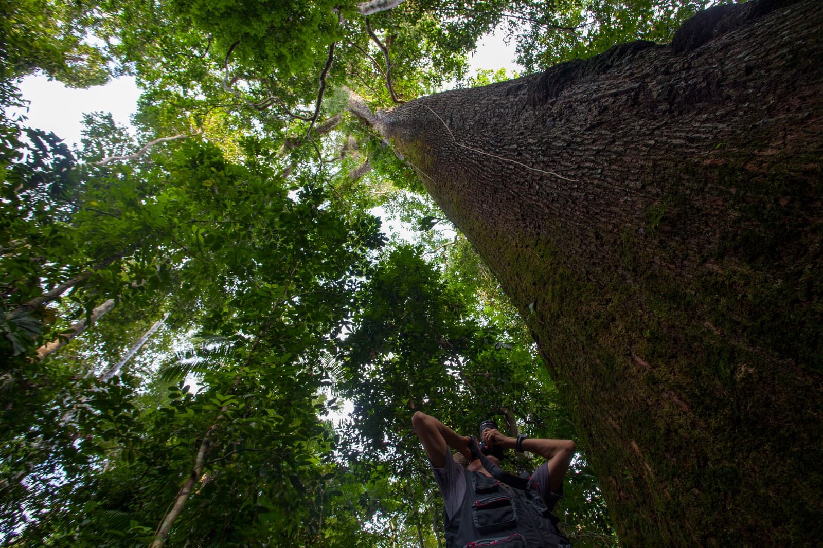 Certains arbres ici sont plus vieux que la plupart des pays. Lever les yeux, c'est obligatoire. Photo: Samuel Melim Un photographe renverse la tête en arrière pour regarder le tronc imposant d'un arbre géant de la forêt tropicale lors d'une observation des oiseaux en Amazonie, avec une canopée verte et dense s'étendant au-dessus