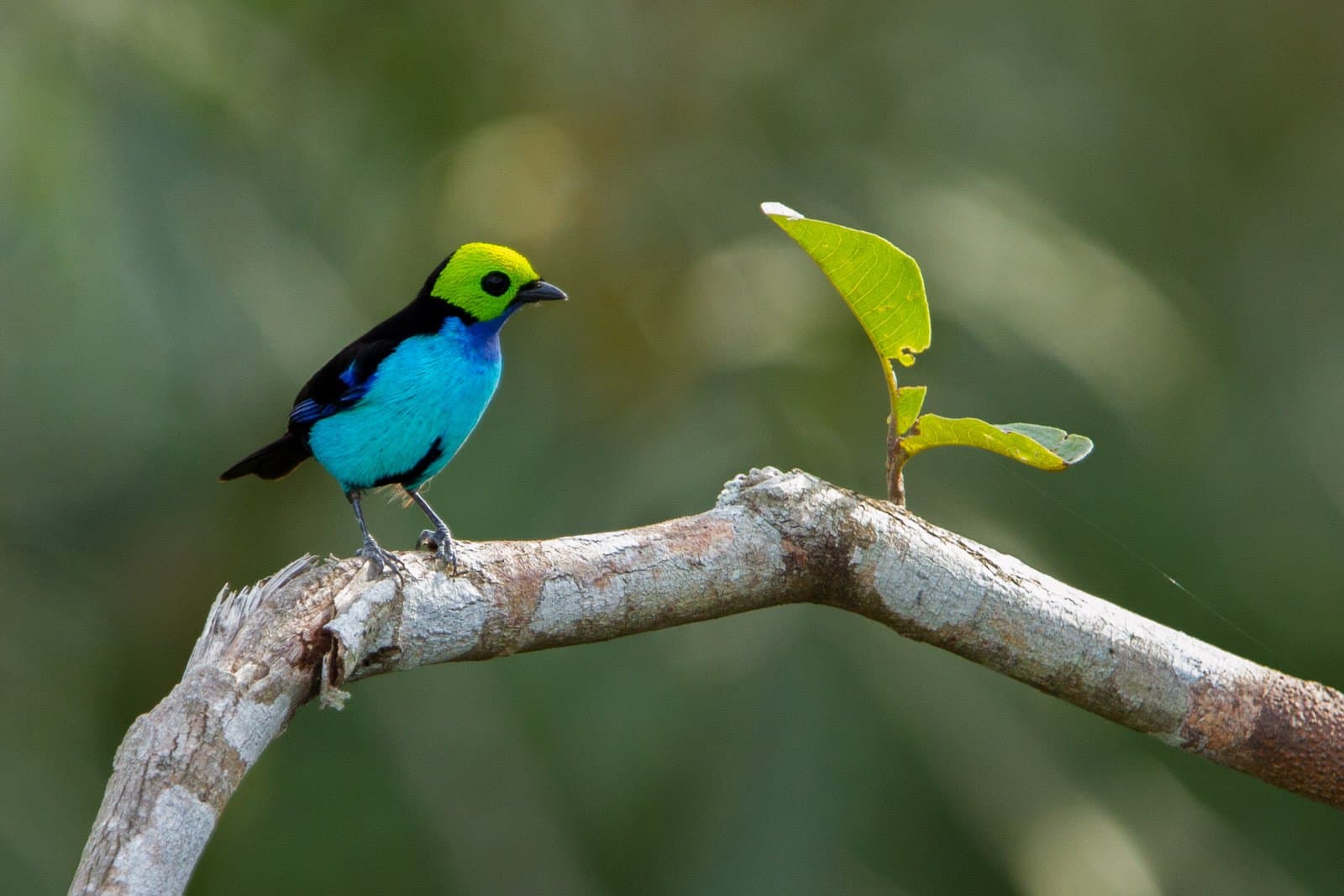 Sept couleurs, un seul oiseau. Difficile de faire plus sobre que ça. Photo: Jorge Lopes Un tangara du Paradis au front jaune-vert vif, au masque noir et à la poitrine turquoise, perché sur une branche nue en forêt amazonienne
