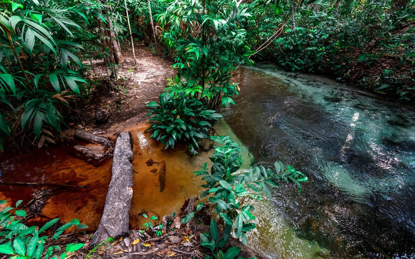 Barro na bota antes de a trilha ficar de verdade. Photo: Alberto Andrich Uma trilha em meio a floresta tropical densa encontra um riacho de águas escuras durante uma aventura no Jalapão, com um tronco caído servindo de passagem sobre a margem lamacenta e um sub-bosque exuberante de palmeiras em ambos os lados