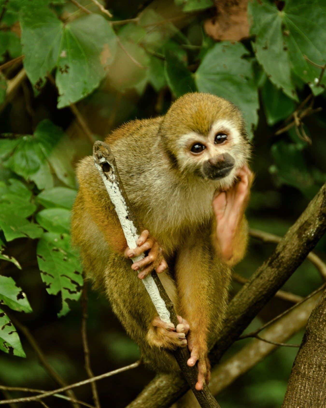 Petites mains, grand caractère. La forêt amazonienne a ses propres règles. Un petit singe-écureuil au pelage brun doré et au masque facial blanc s'accroche des deux mains et des deux pieds à une branche pâle dans un feuillage tropical luxuriant