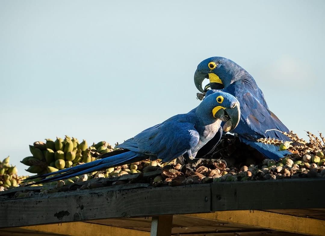 Petit-déjeuner sans file d'attente, sans carte, mais avec des becs redoutables. Deux aras hyacinthes se nourrissent de noix de palme et de fruits sur une plateforme en bois, leur plumage cobalt vif et leurs anneaux oculaires jaunes se détachant sur un ciel pâle